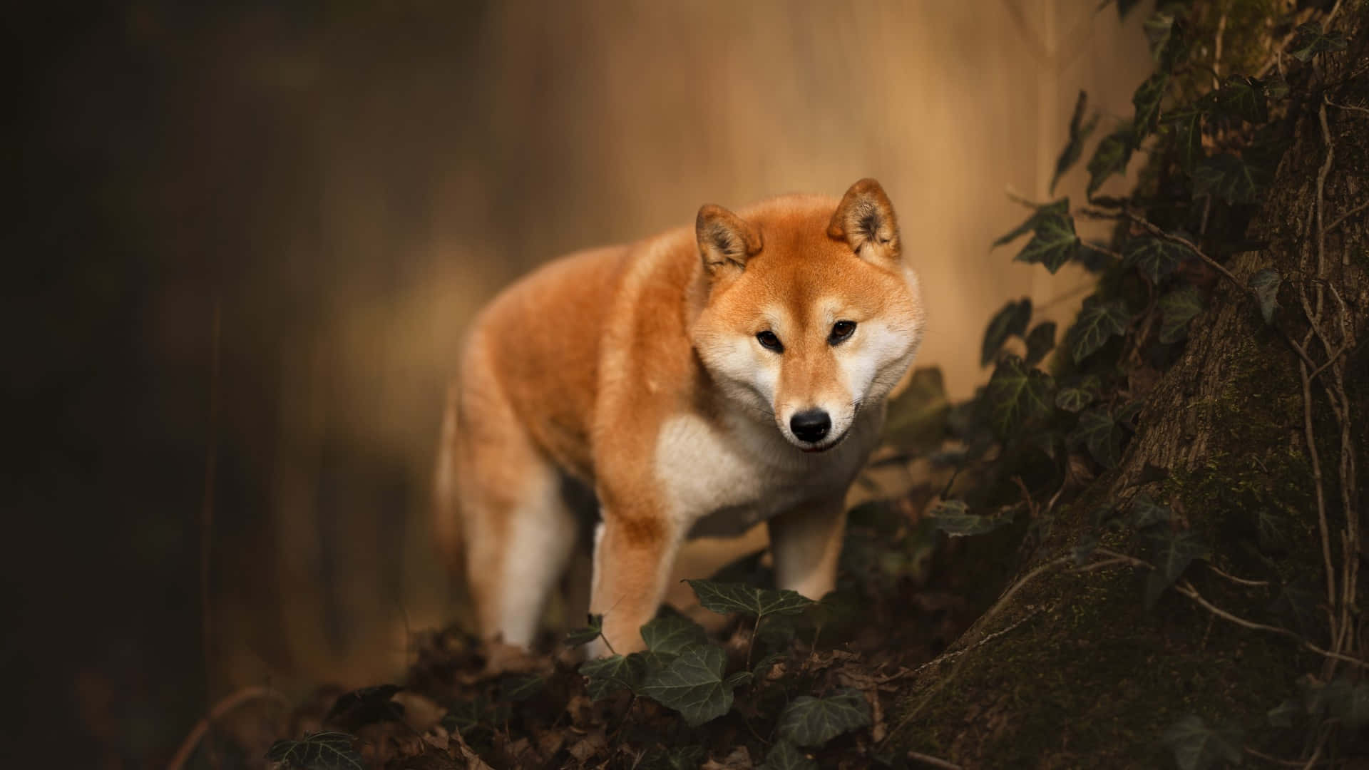  壁紙 — 一隻柴犬喺陽光普照嘅森林空地入面警覺咁企喺度，周圍有常春藤同落葉。