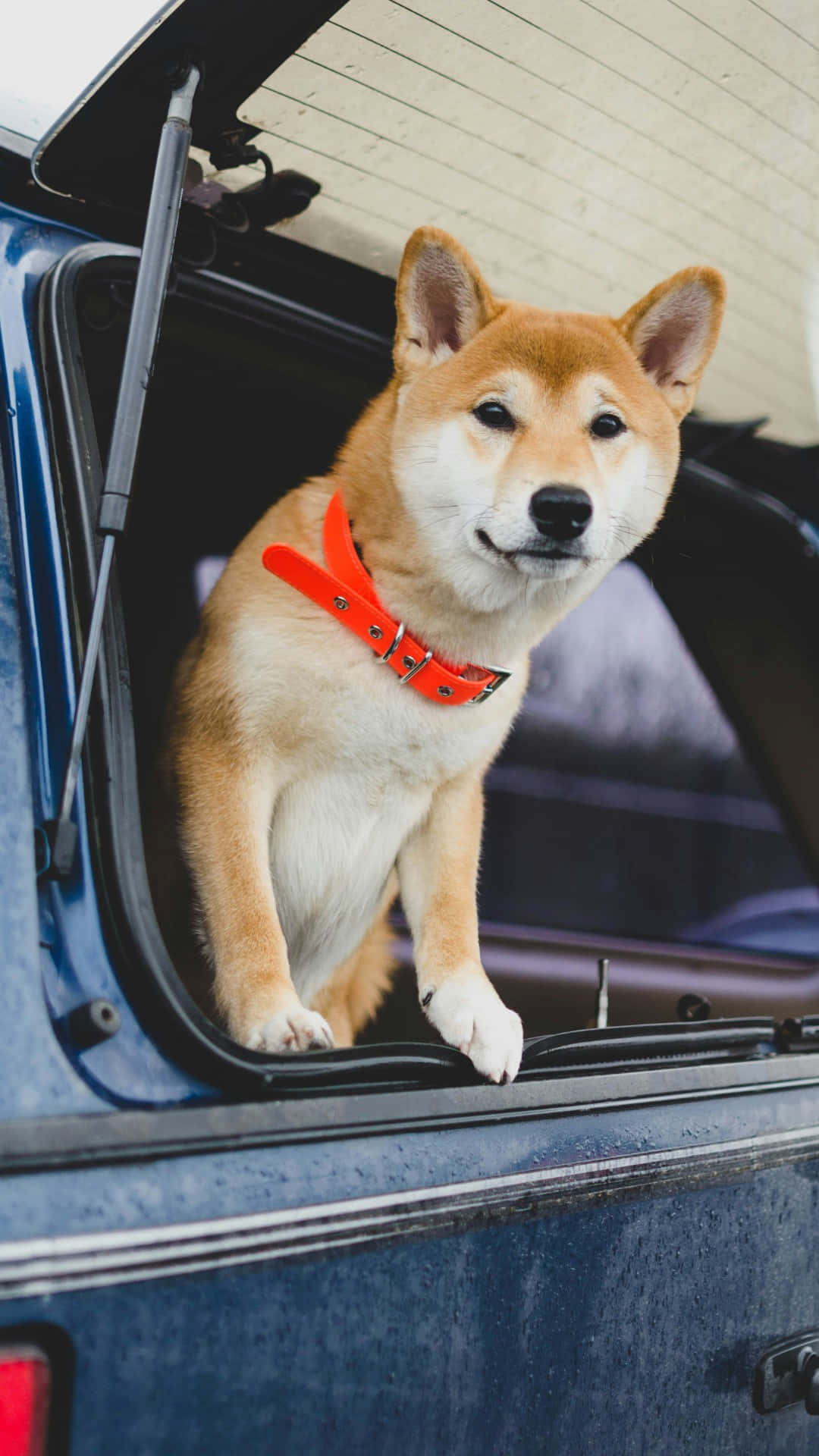  壁紙 — 一隻戴著亮橙色項圈的柴犬警覺地坐在藍色汽車的打開後尾箱中，凝視前方。