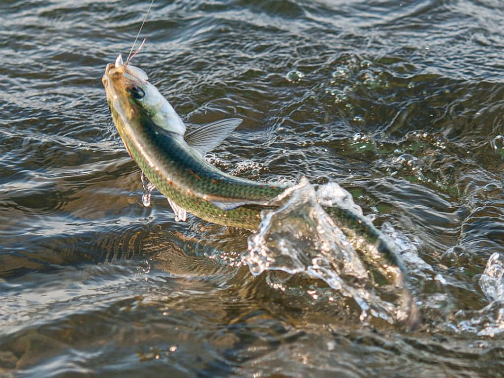  壁紙 — 一條銀色魚從漣漪的水中躍起，嘴裡叼著魚鉤，濺起水花。