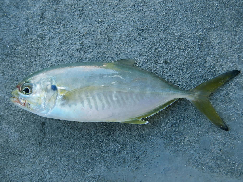  壁紙 — 一條銀色魚，黃色魚鰭，躺在有紋理的灰色表面上，顯示出詳細的鱗片和一隻黑色的眼睛。