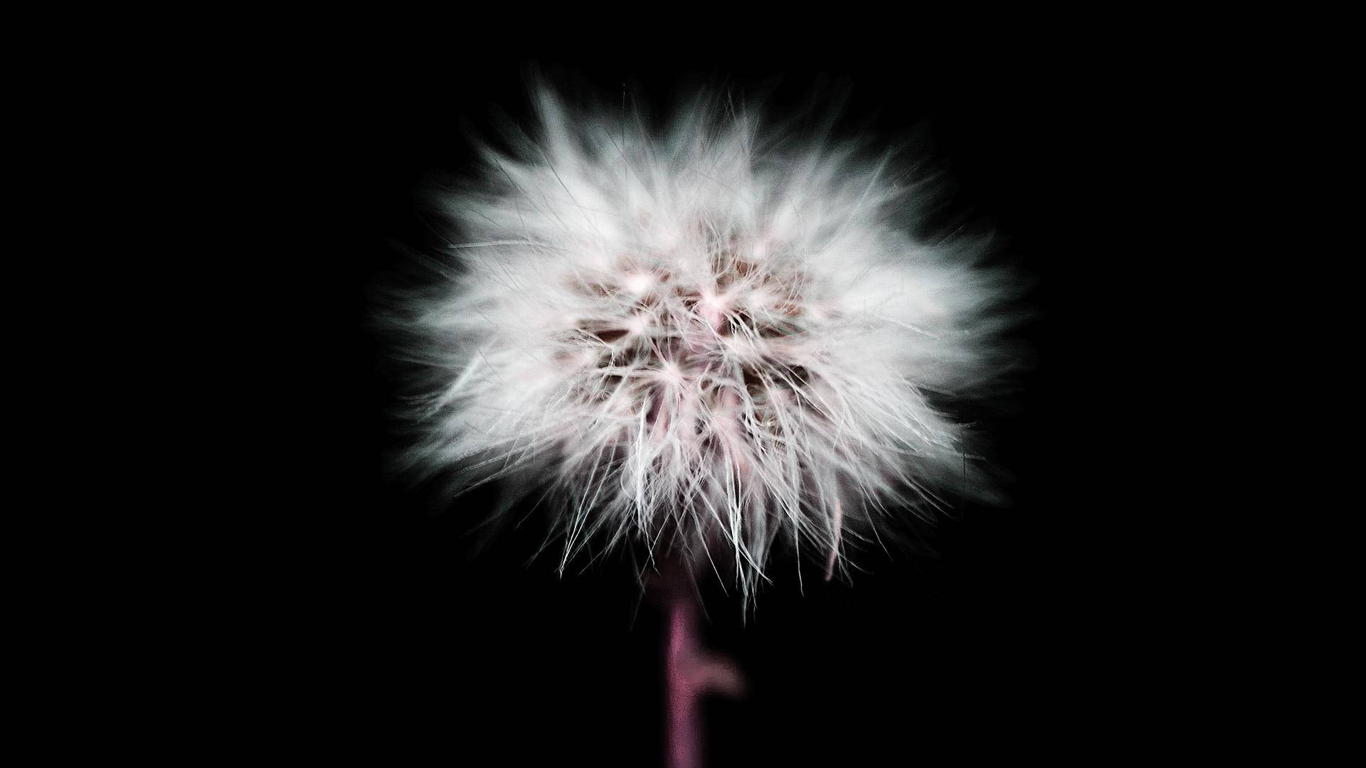 白色霧狀花瓣的蒲公英 壁紙 — 一朵蒲公英種子頭在純黑色背景上柔和地發光，其羽毛狀種子向外輻射，細節精緻。