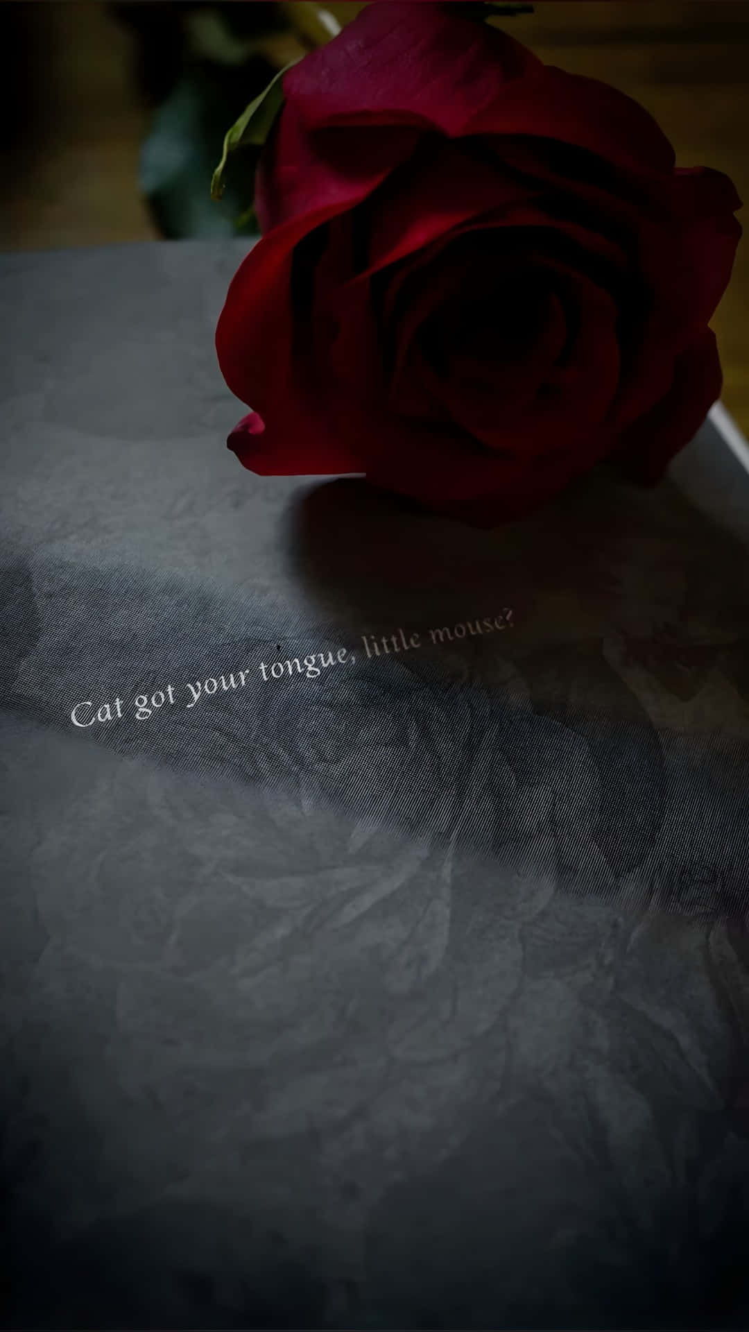  壁紙 — 一朵深紅玫瑰放在有紋理的灰色紙上，並以優雅字體刻有 cat got your tongue little mouse 這句話。