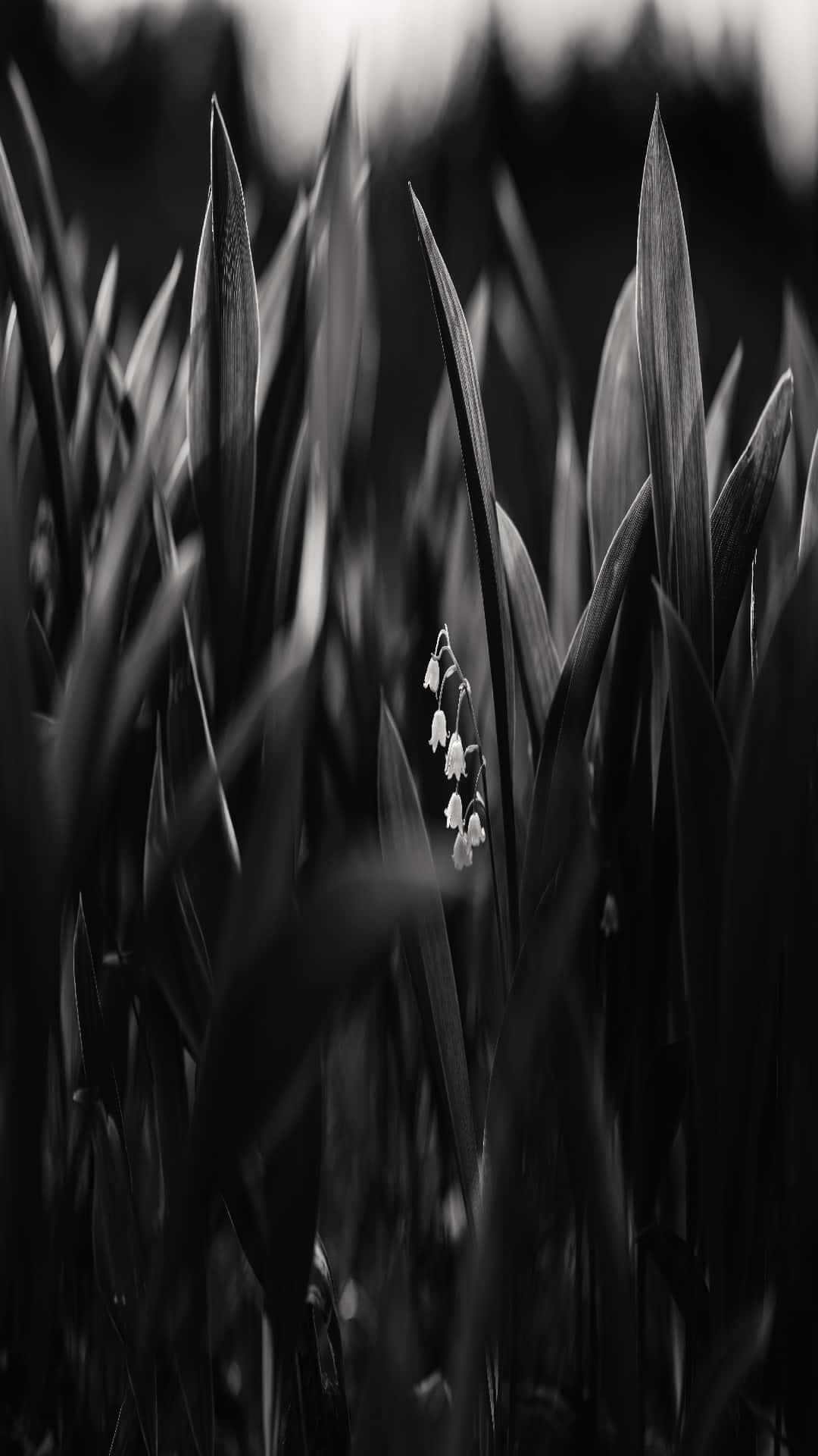 Lily Of The Valley 桌布 壁紙 — 一朵精緻的風鈴花在單色調中綻放，周圍是高高的草叢，景深較淺。