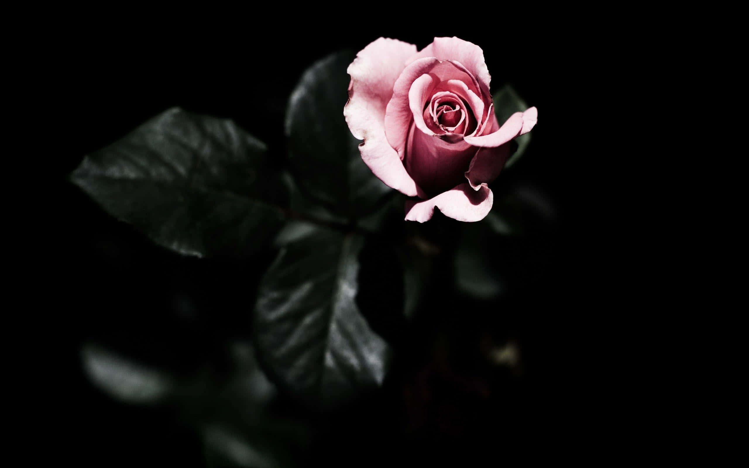 Dark Flower 桌布 壁紙 — 一朵嬌嫩的粉紅玫瑰在純黑背景上綻放，深綠葉片柔和模糊。