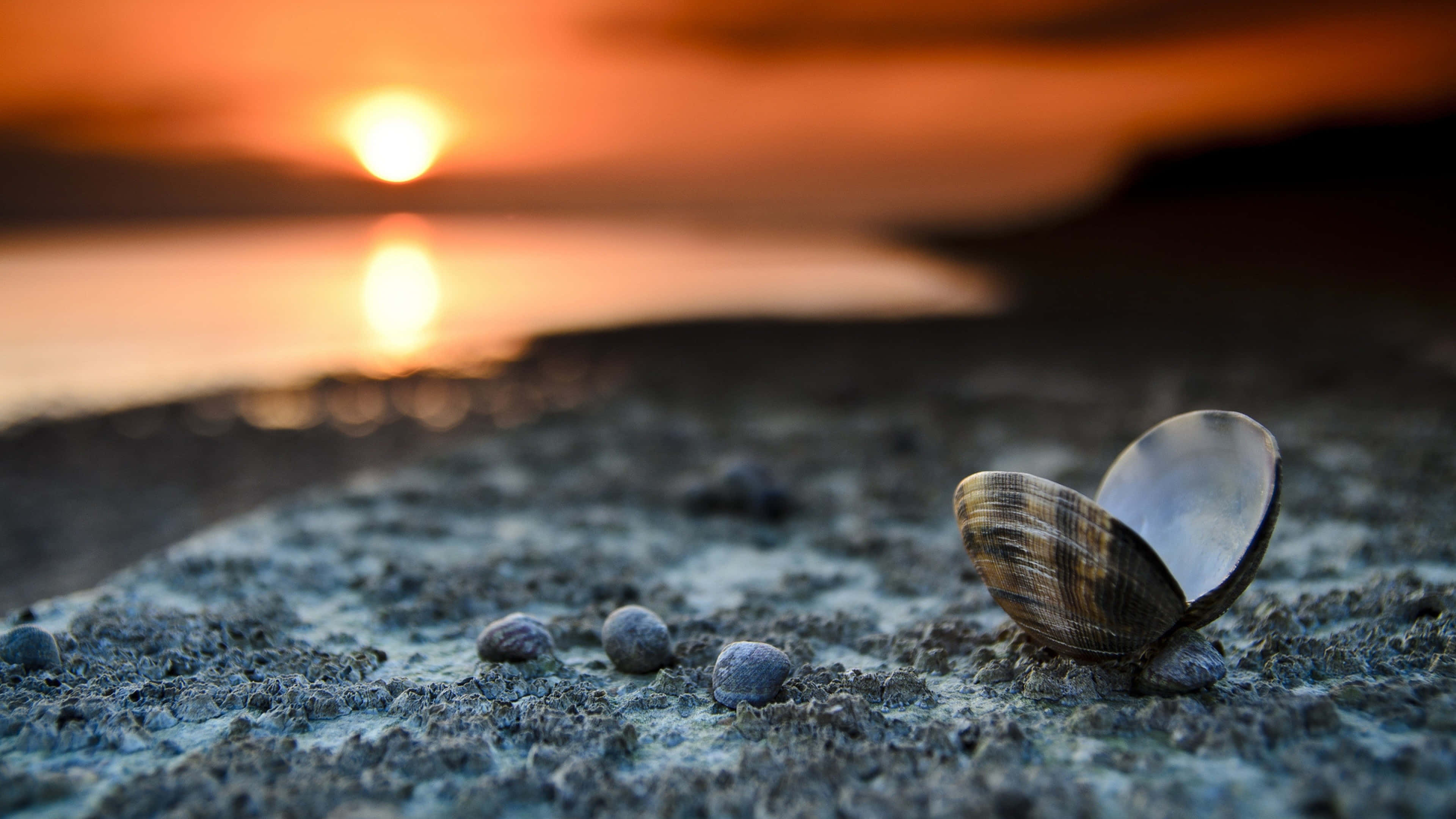 Sunset Landscape 桌布 壁紙 — 一個打開的貝殼躺在濕沙上，夕陽在平靜的水面上呈現火橙色。