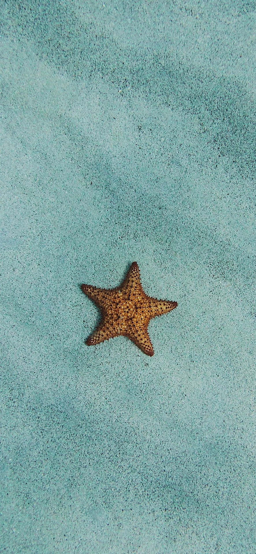 沙灘上藍綠色沙子上的一隻橙色海星。