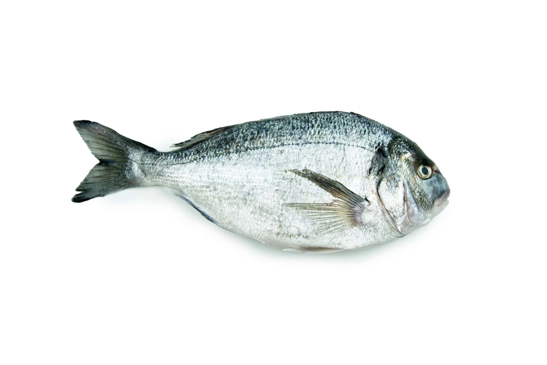  壁紙 — 一條銀色魚，帶有精細的鱗片和魚鰭，放置在純白色背景上。