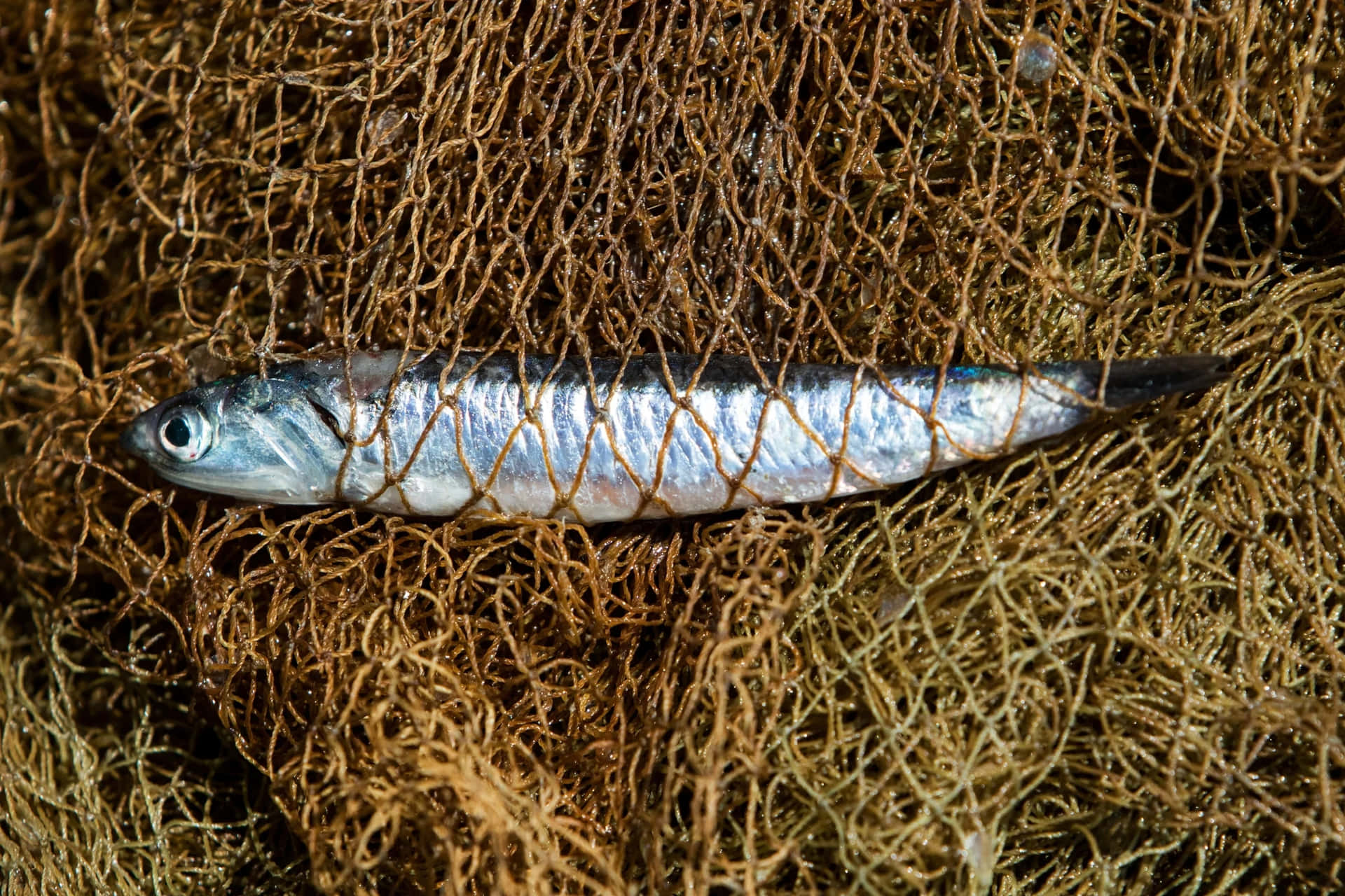  壁紙 — 一條銀色沙甸魚被困在纏結的棕色漁網中，魚鱗閃閃發光。