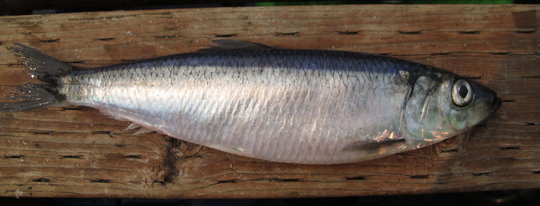  壁紙 — 一條銀色沙甸魚放在經風化的木質表面上，魚鱗細節清晰，眼睛反射光線。