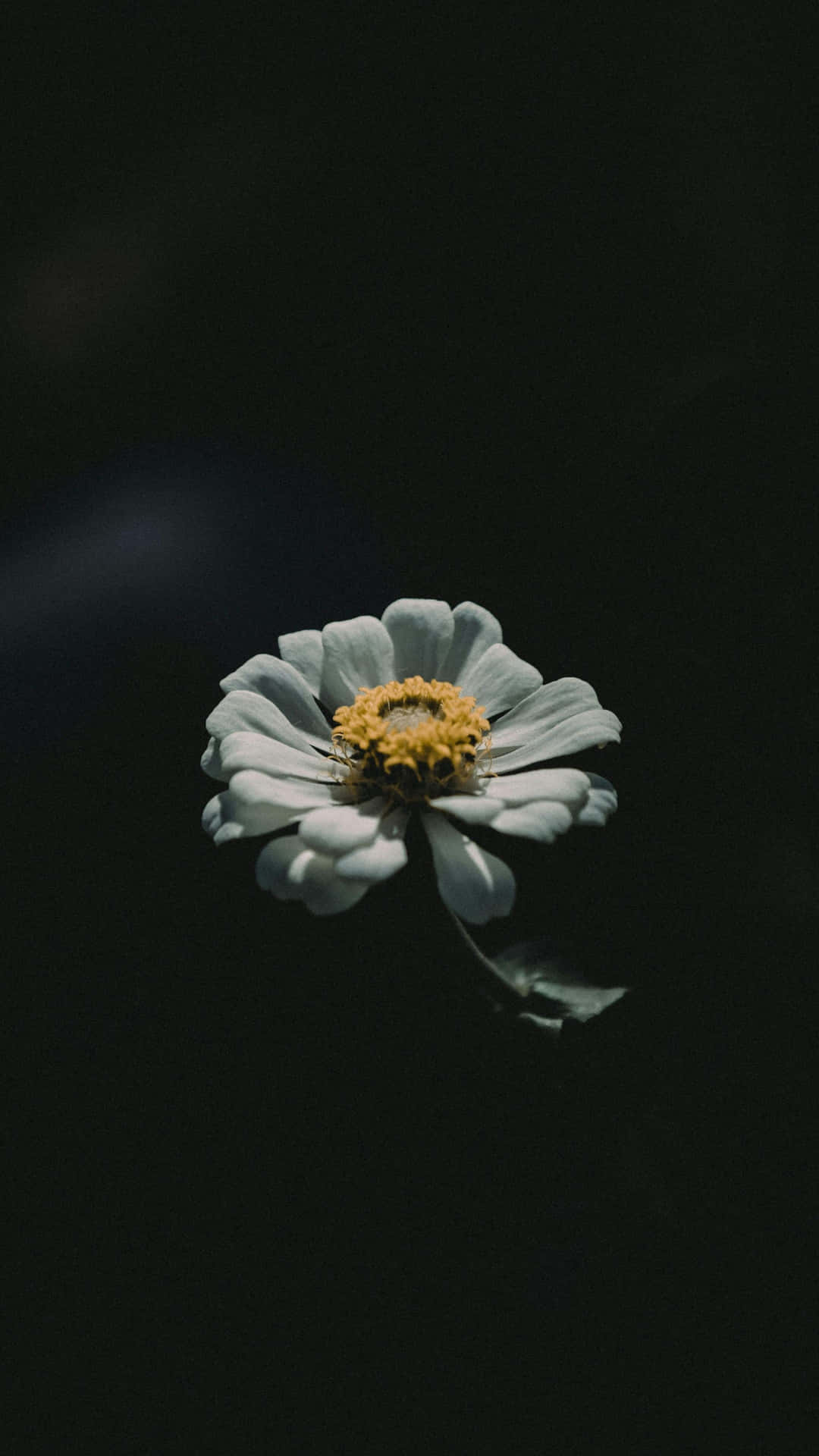 壁紙 — 一朵白色百日菊，黃色花心，在深黑色背景上柔和綻放。