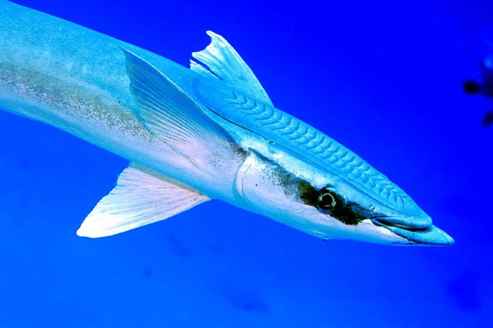 Remora 桌布 壁紙 — 一條流線型的梭魚在充滿活力的藍色海水中滑行，擁有鋒利的魚鰭和流線型的身體。