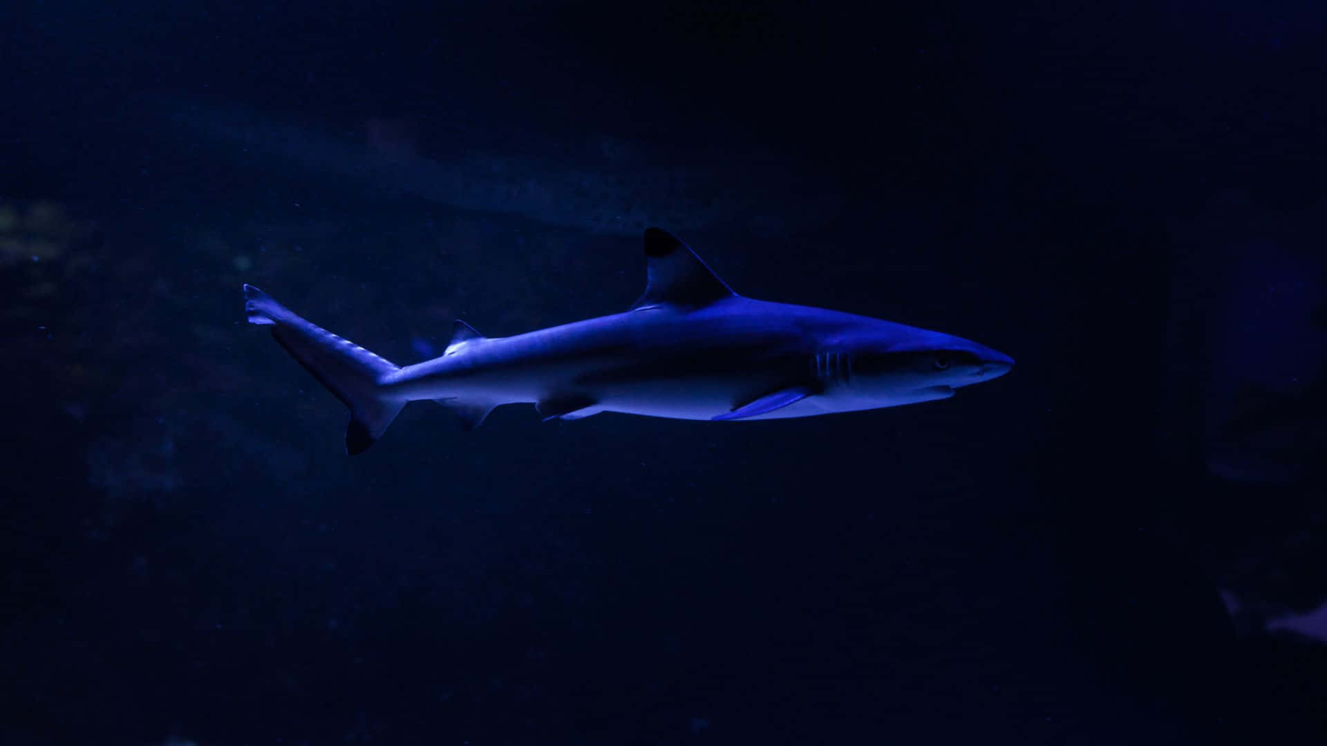  壁紙 — 一條流線型的鯊魚在水族箱中的人造燈光下，滑過深藍色的海水。