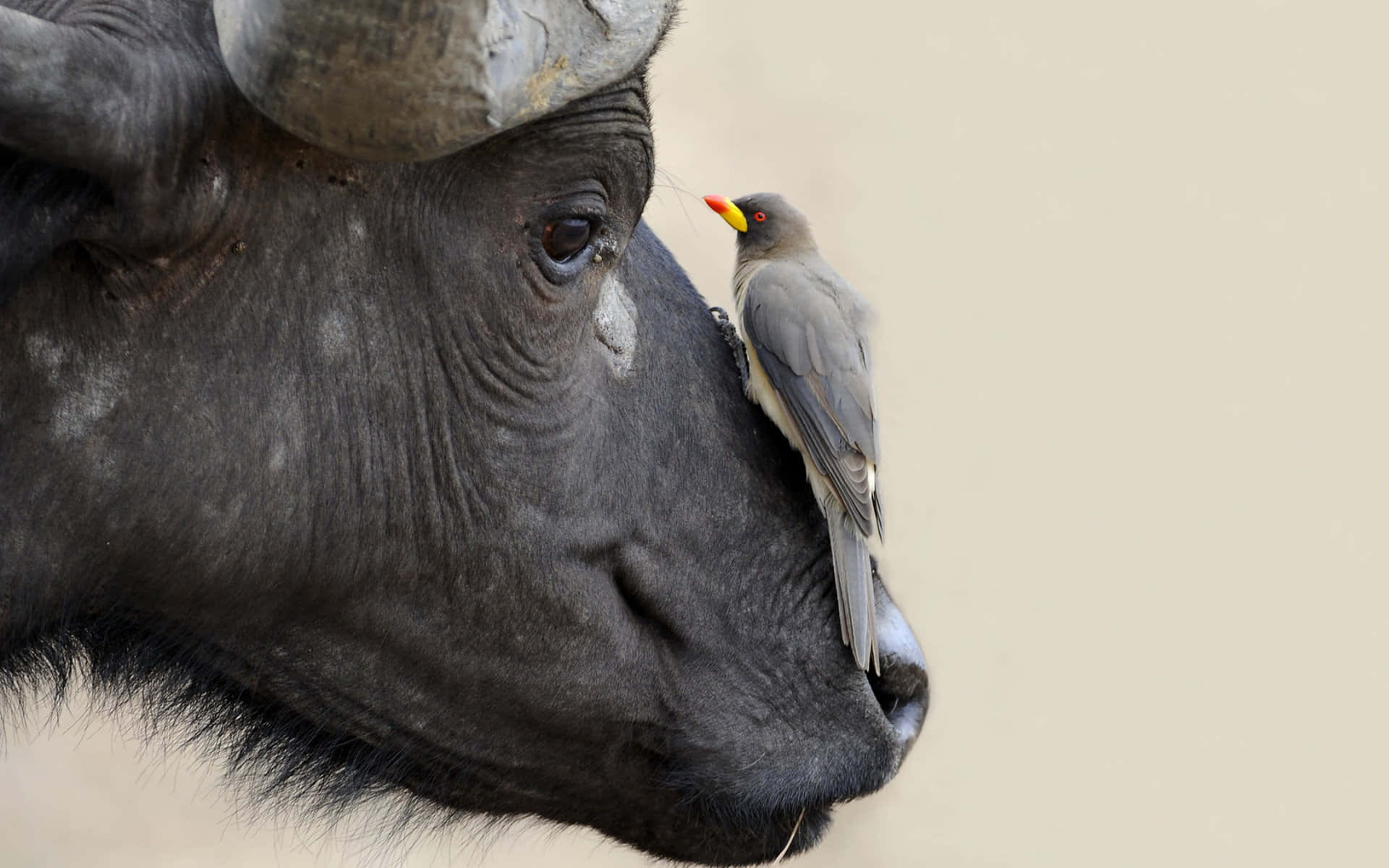 Water Buffalo 桌布 壁紙 — 一隻擁有亮黃色喙的小鳥，平靜地棲息在一頭大型黑色水牛飽經風霜的臉上。