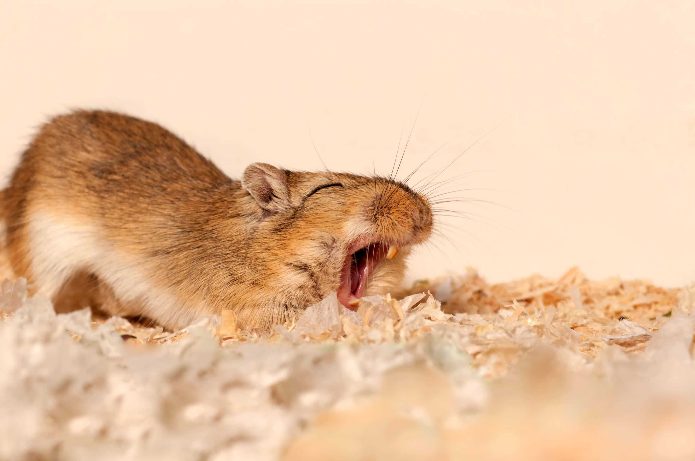 Gerbil 桌布 壁紙 — 一隻細小的棕色倉鼠喺柔軟嘅米色背景上，喺木屑床上大大咁打呵欠。