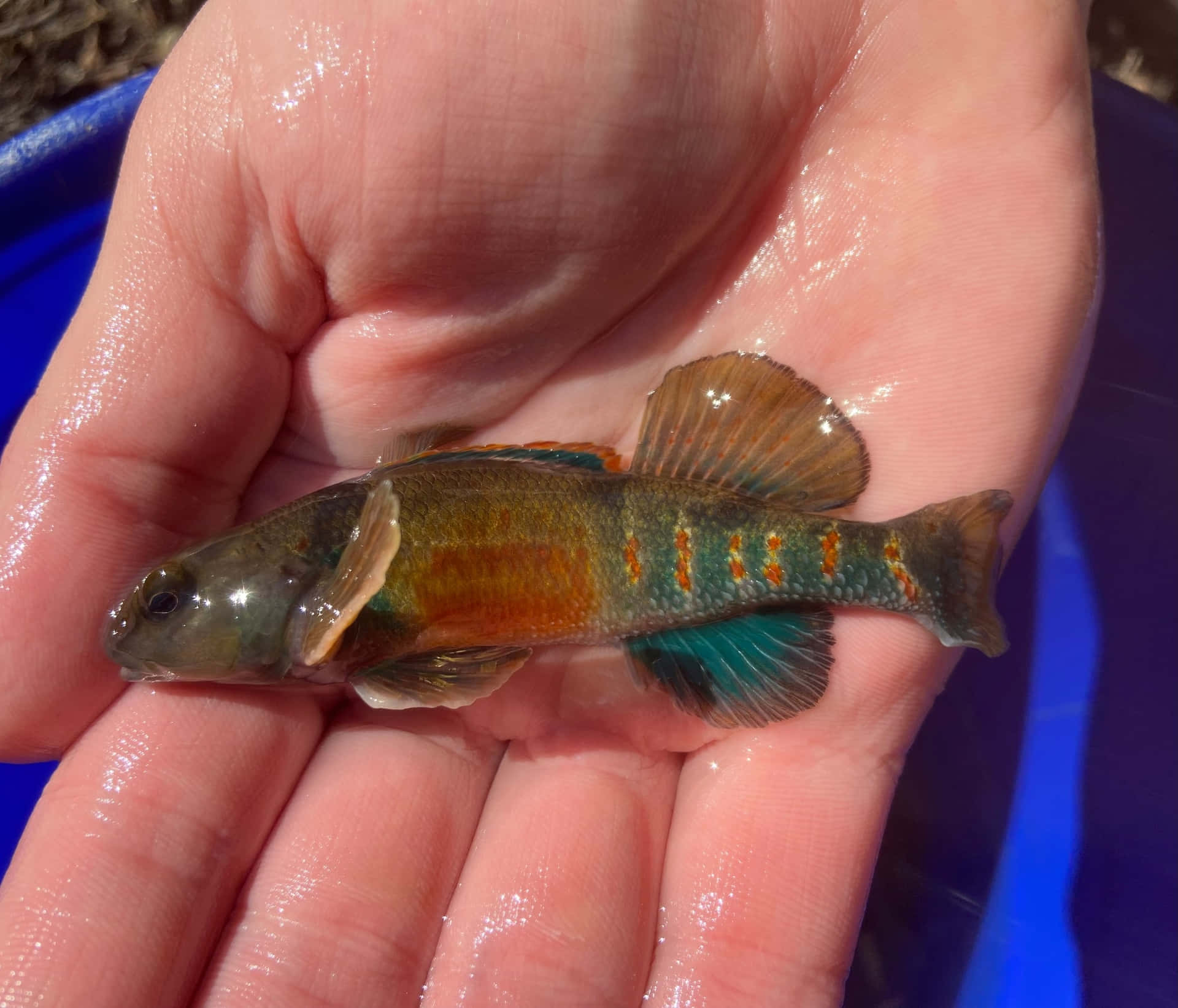 壁紙 — 一條帶有橙色斑點和藍色魚鰭的小型彩色魚，在藍色水桶背景前，躺在一個人的濕手掌中休息。