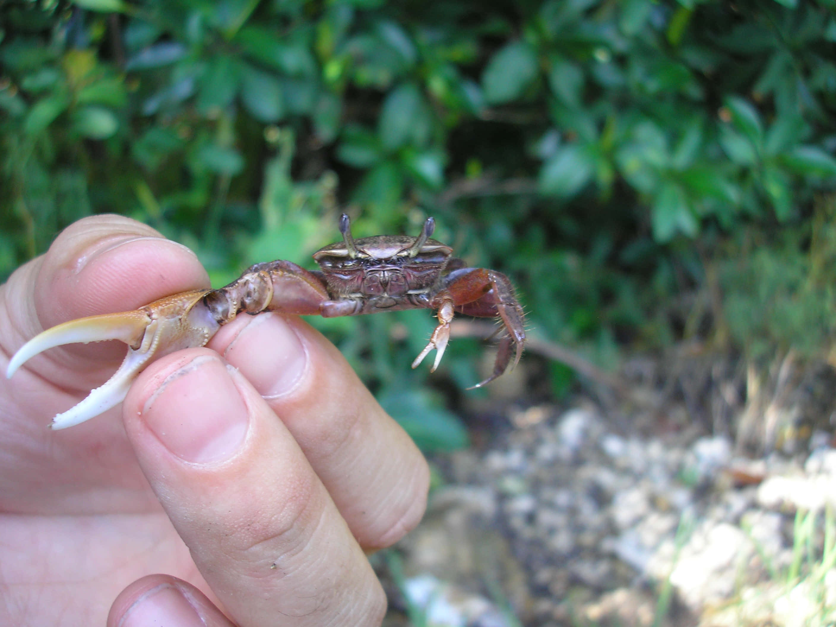 Fiddler Crab 桌布 壁紙 — 一隻帶有白色鉗子的小螃蟹，在模糊的綠色樹葉背景下，停歇在一個人的手指上。