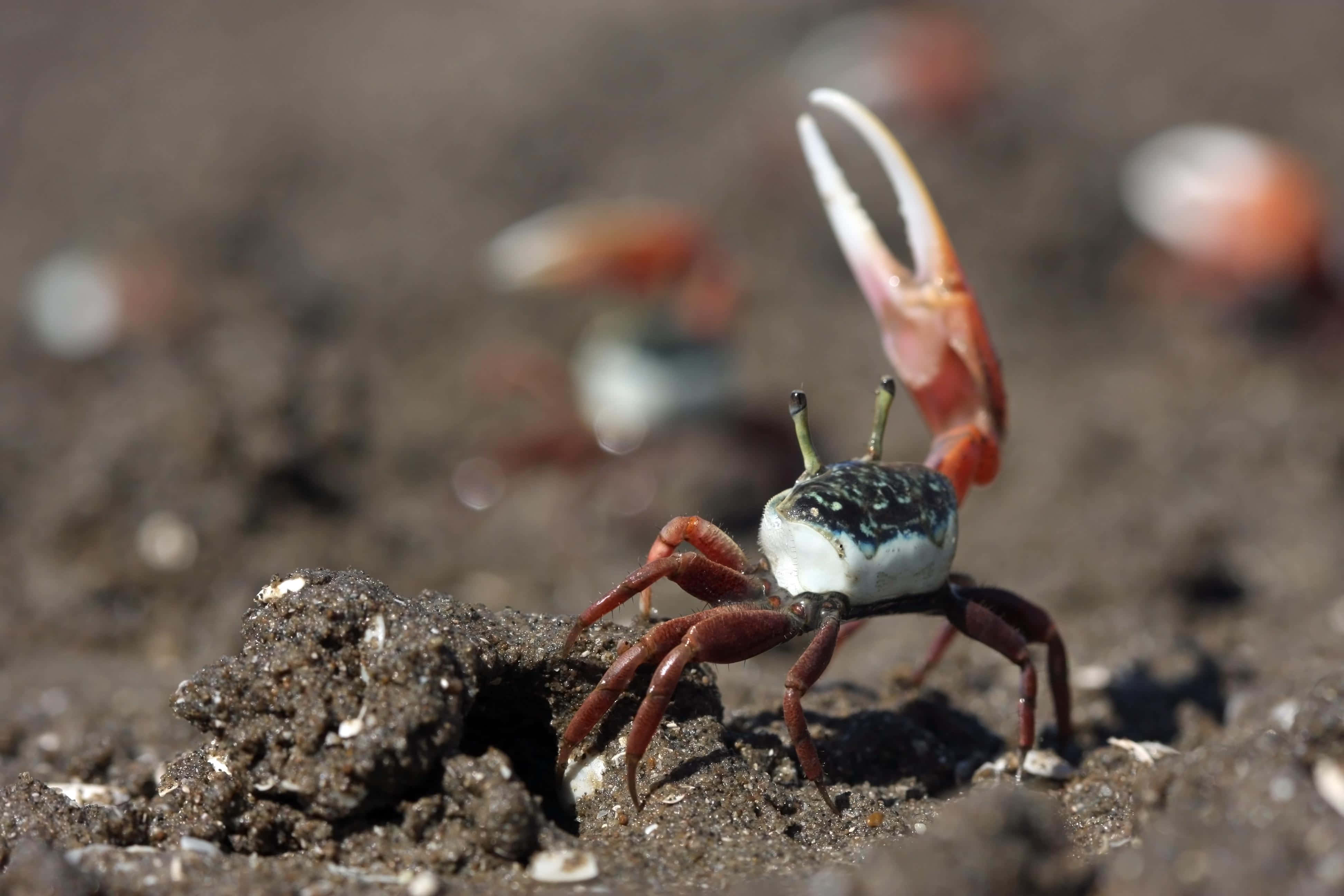 Fiddler Crab 桌布 壁紙 — 一隻帶有白色和黑色殼的小螃蟹警覺地站在深色泥濘的地面上，舉起一隻鉗子。