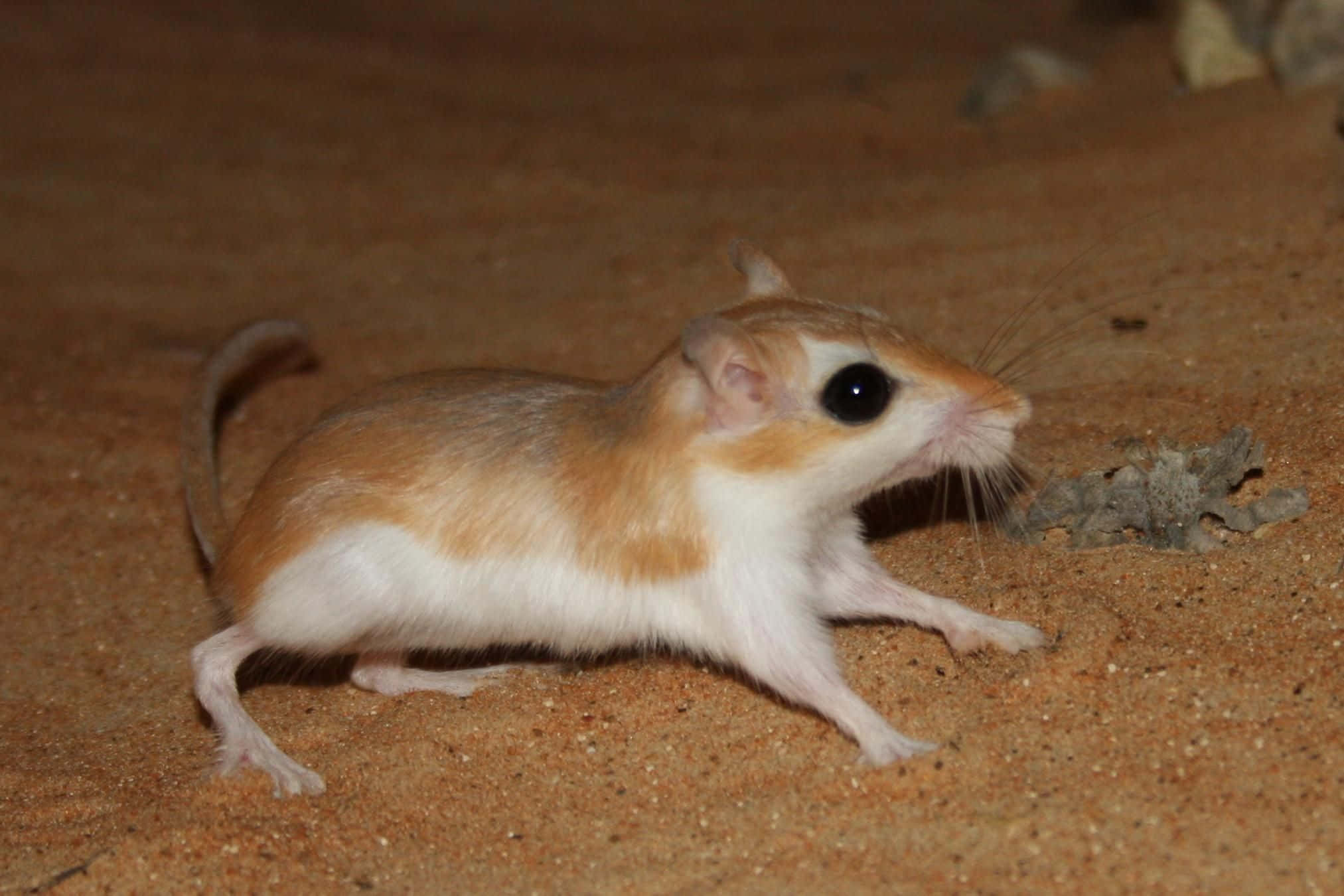 Gerbil 桌布 壁紙 — 一隻小型沙漠沙鼠，毛色呈黃褐色和白色，在岩石附近的沙地上警覺地站立。