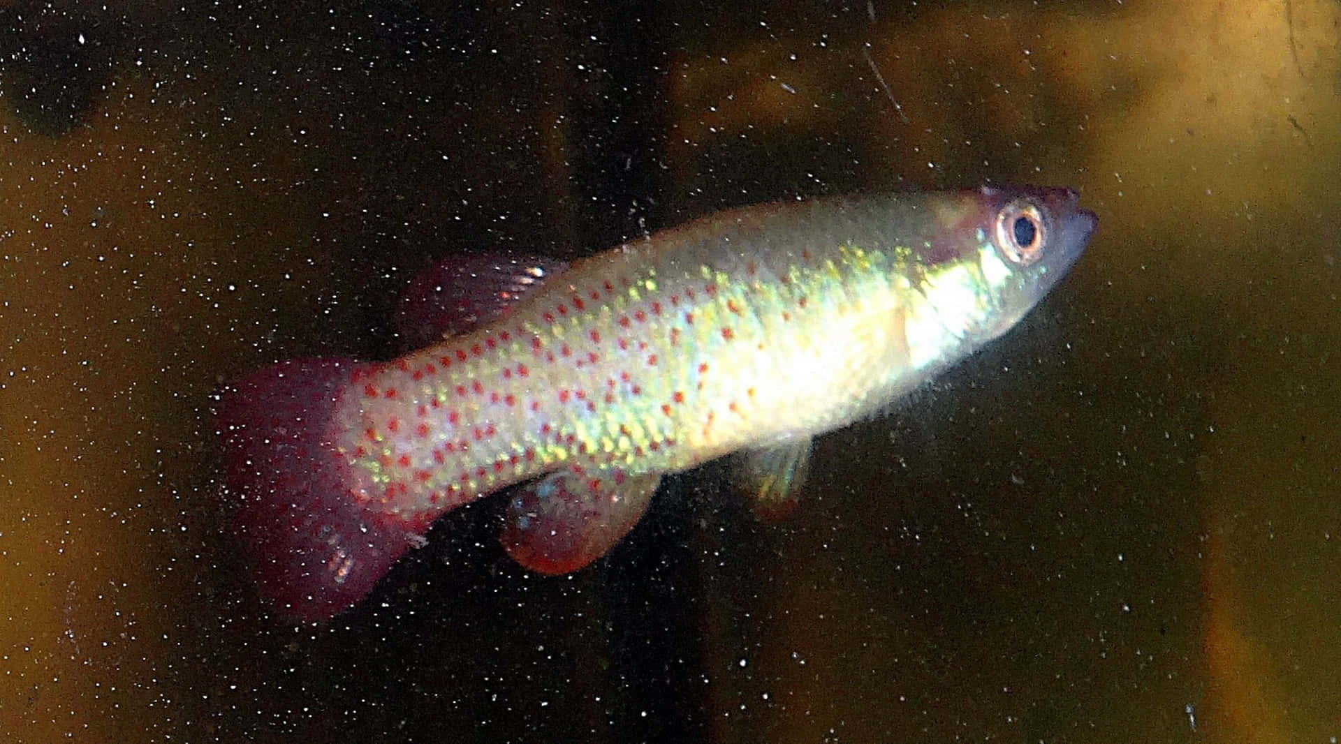  壁紙 — 一條帶有紅色斑點和虹彩鱗片的小魚，在佈滿浮游顆粒的渾濁水中優雅地游動。