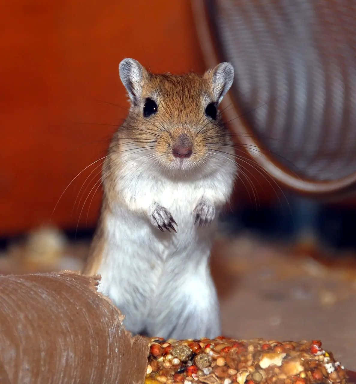 Gerbil 桌布 壁紙 — 一隻毛色棕白相間的小沙鼠，直立喺色彩繽紛嘅種子堆上，用一對黑色大眼直視鏡頭。