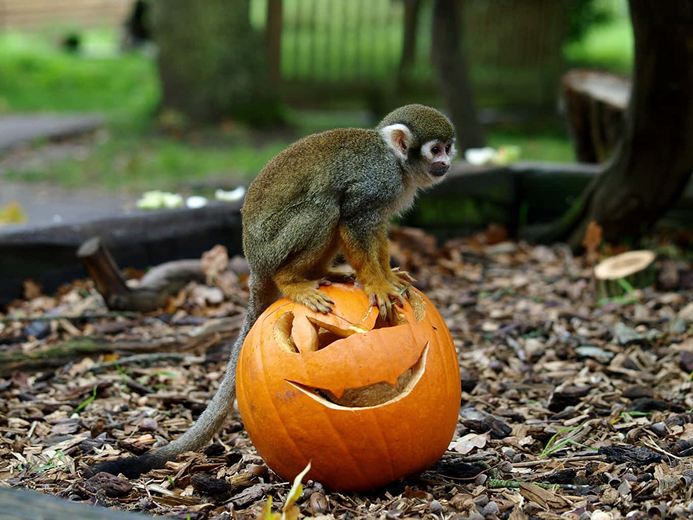 Squirrel Monkey 桌布 壁紙 — 一隻小猴子好奇地棲息在一個雕刻的橙色南瓜上，周圍是綠葉茂密的戶外圍欄。