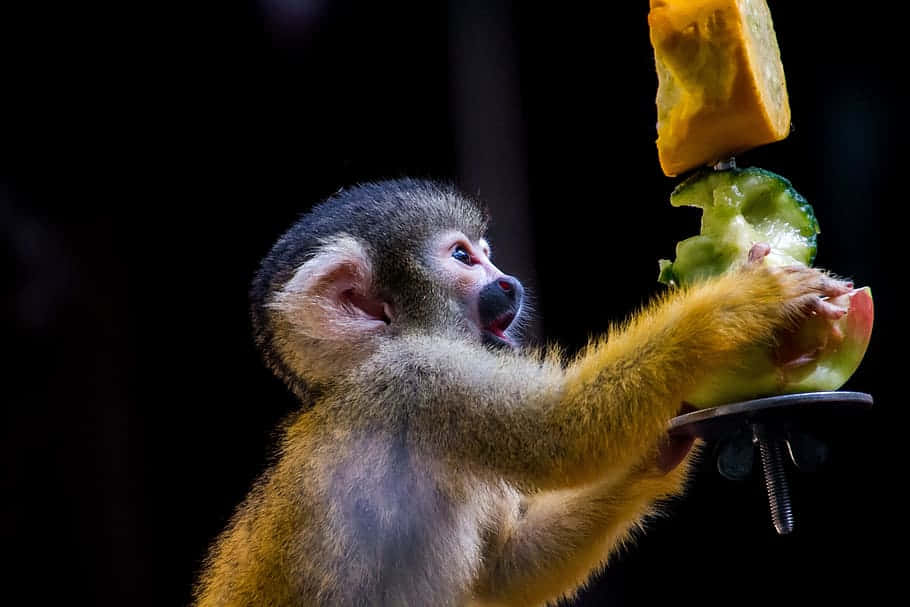 Squirrel Monkey 桌布 壁紙 — 一隻毛色深、臉部淺色的小猴子，在黑色背景前急切地伸手去拿一堆色彩繽紛的水果。