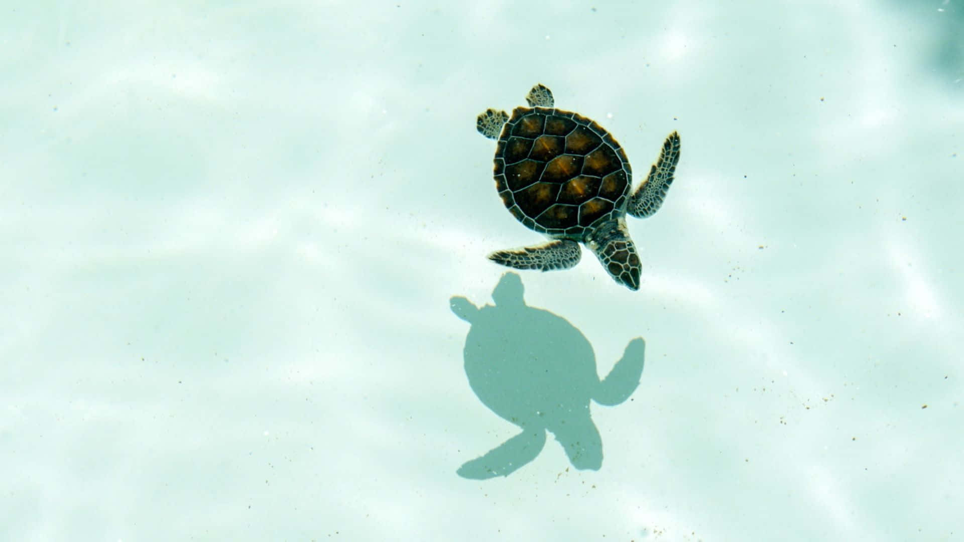  壁紙 — 一隻小海龜在清澈的碧綠海水中優雅地游動，下方投下清晰的影子。