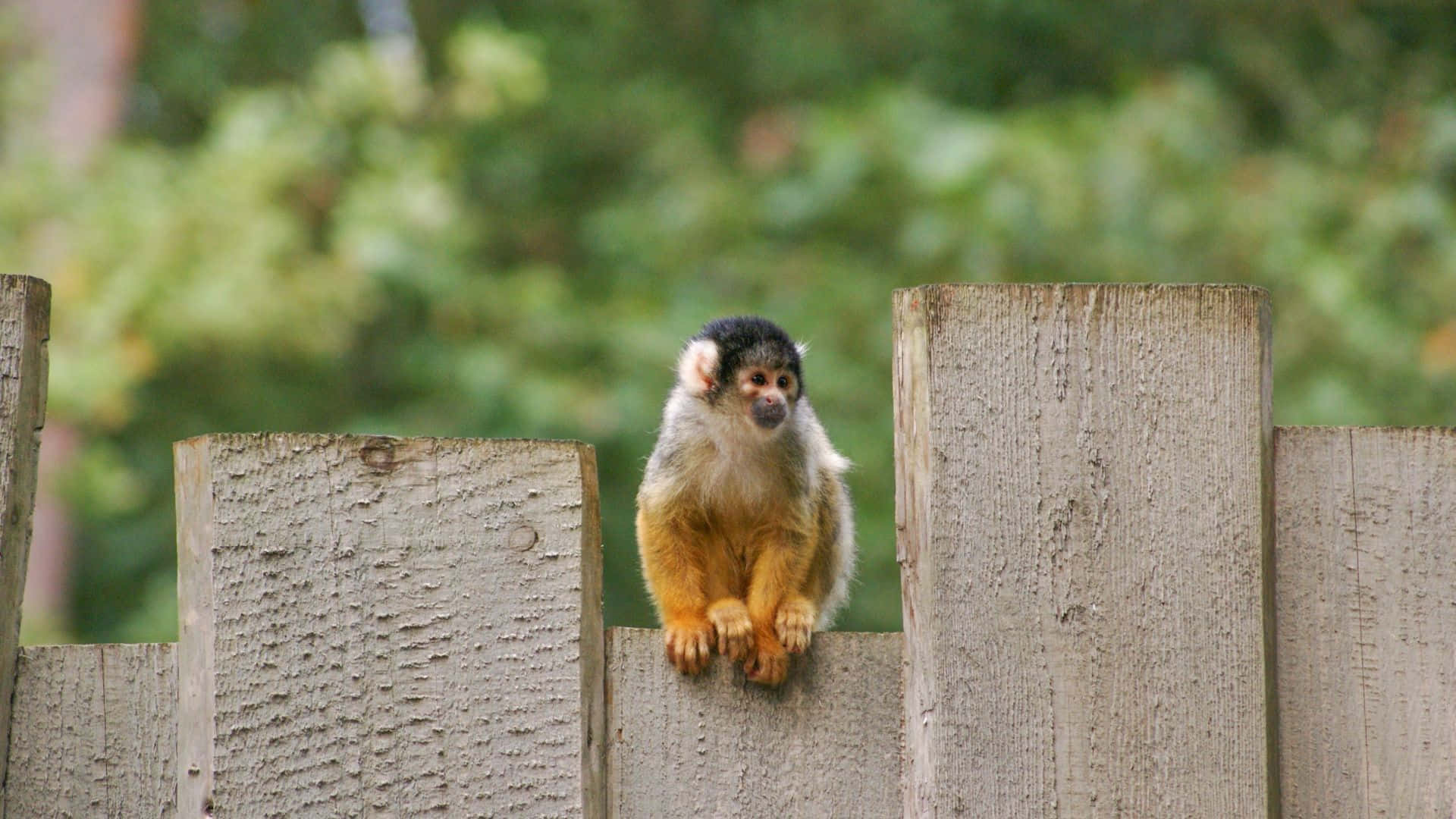 Squirrel Monkey 桌布 壁紙 — 一隻小松鼠猴警覺地棲息在風化的木柵欄上，背景是柔和的綠色樹葉。
