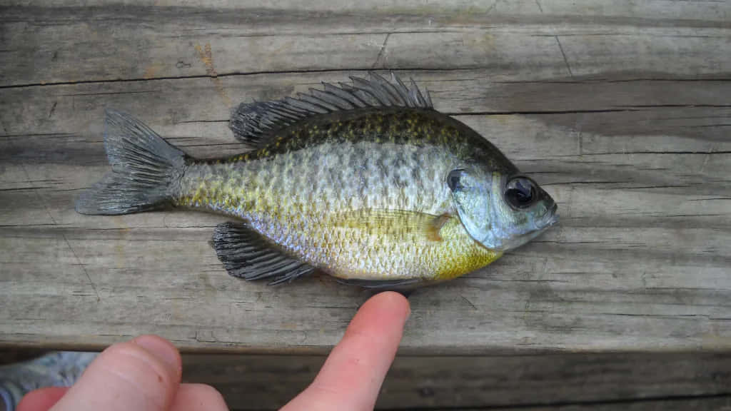  壁紙 — 一條帶有綠色和黃色斑點鱗片的小翻車魚，躺在風化的木頭上，被人類手指指著。