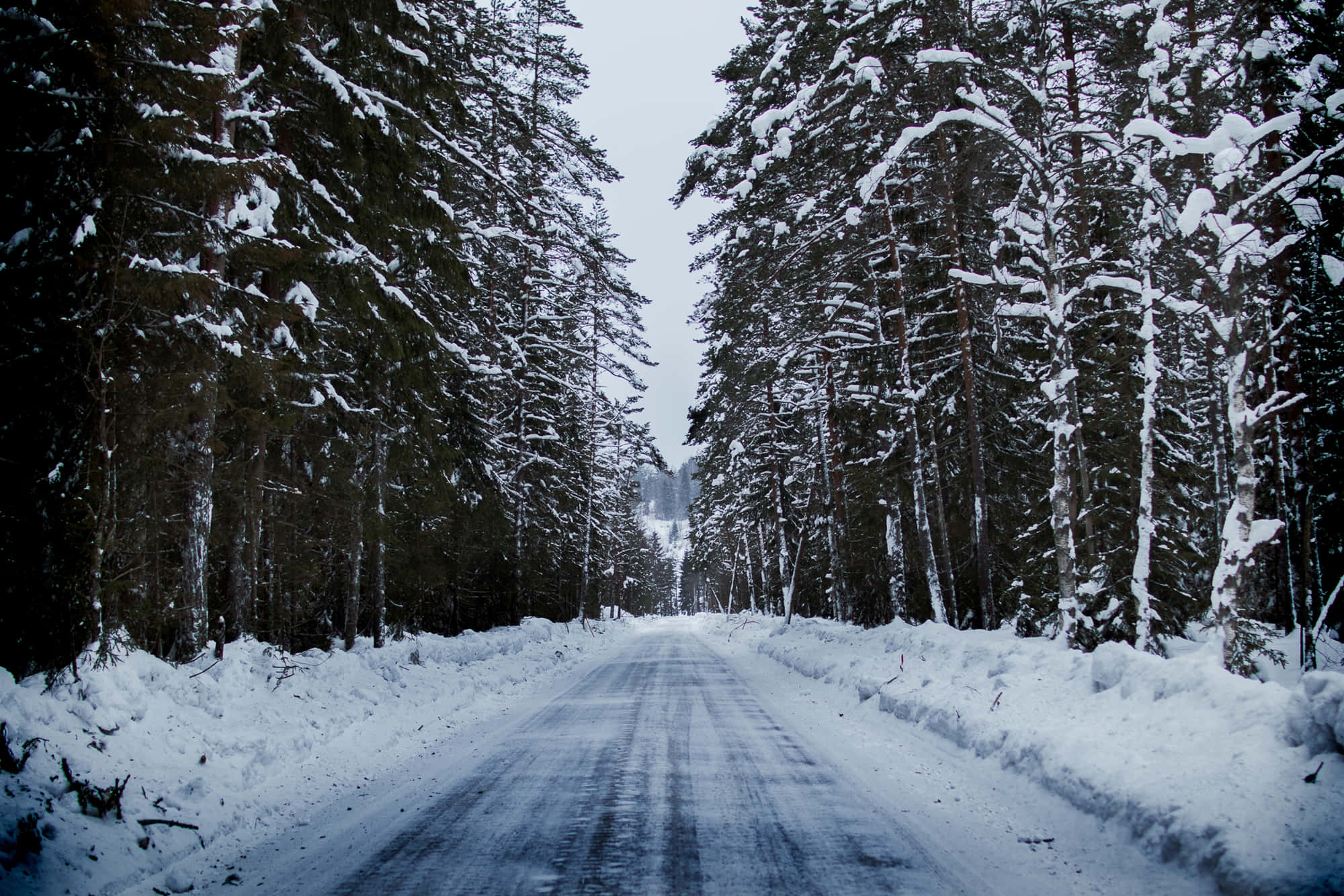 Snowy Road 桌布 壁紙 — 一條被雪覆蓋的道路蜿蜒穿過茂密的松樹林，天空是陰沉的冬日天空。
