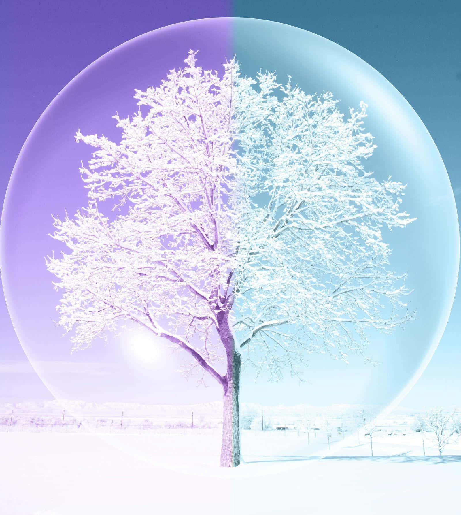  壁紙 — 一棵被紫色和藍色天空的泡泡分割的雪覆蓋的樹，展現了冬天的二元性。