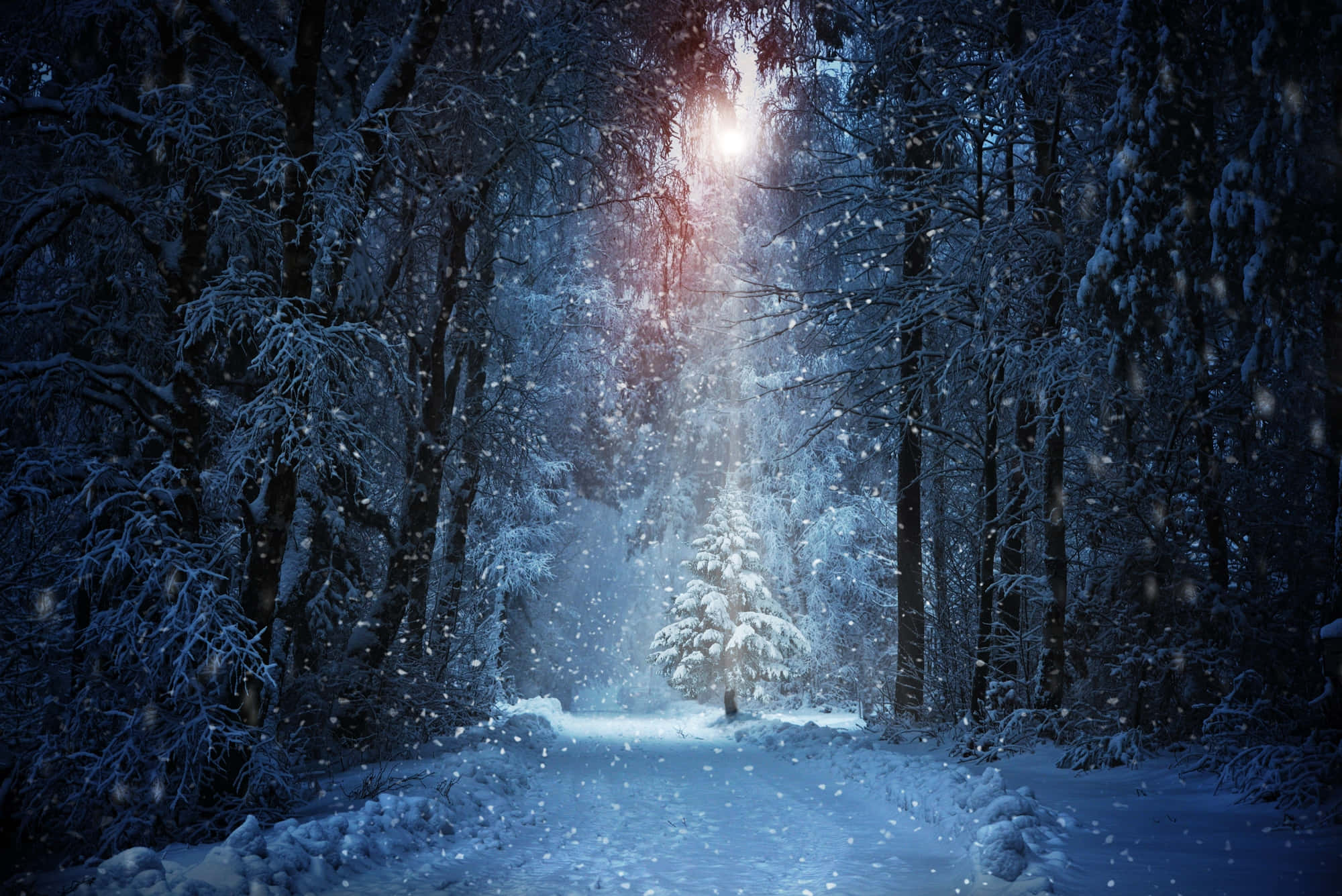 Snowy Road 桌布 壁紙 — 一條被雪覆蓋的森林小徑通向夜晚穿過積雪樹木的發光光芒。