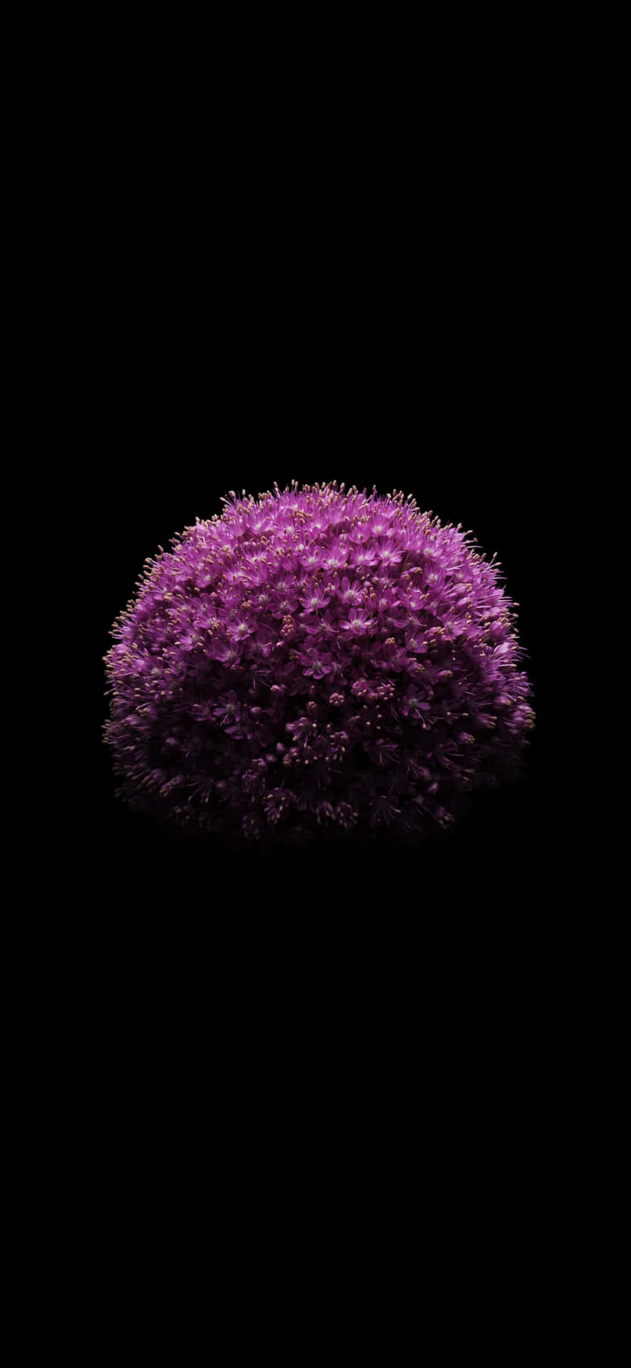  壁紙 — 一個球狀的紫色蔥屬植物花朵在純黑色背景上鮮豔地綻放。