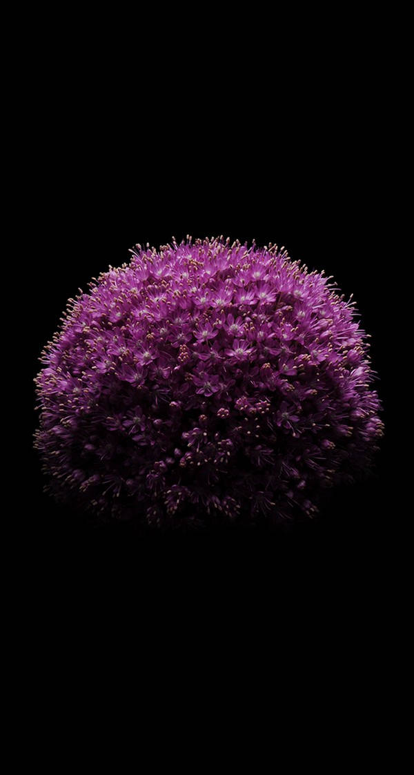 黑色背景下的紫色球狀花朵