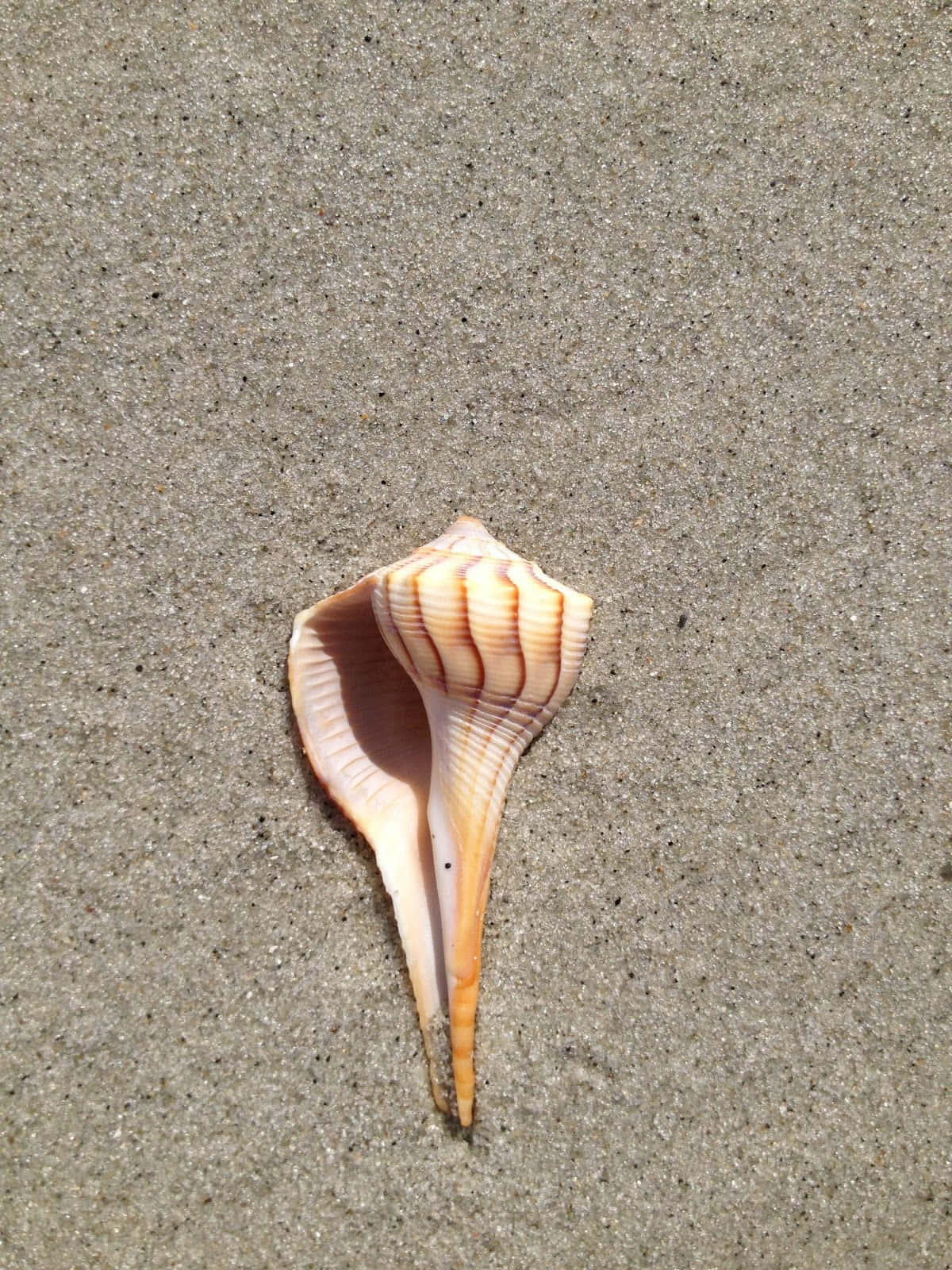 Whelk 桌布 壁紙 — 一個帶有橙色條紋的螺旋貝殼在明亮的日光下躺在濕潤的灰色沙子上。