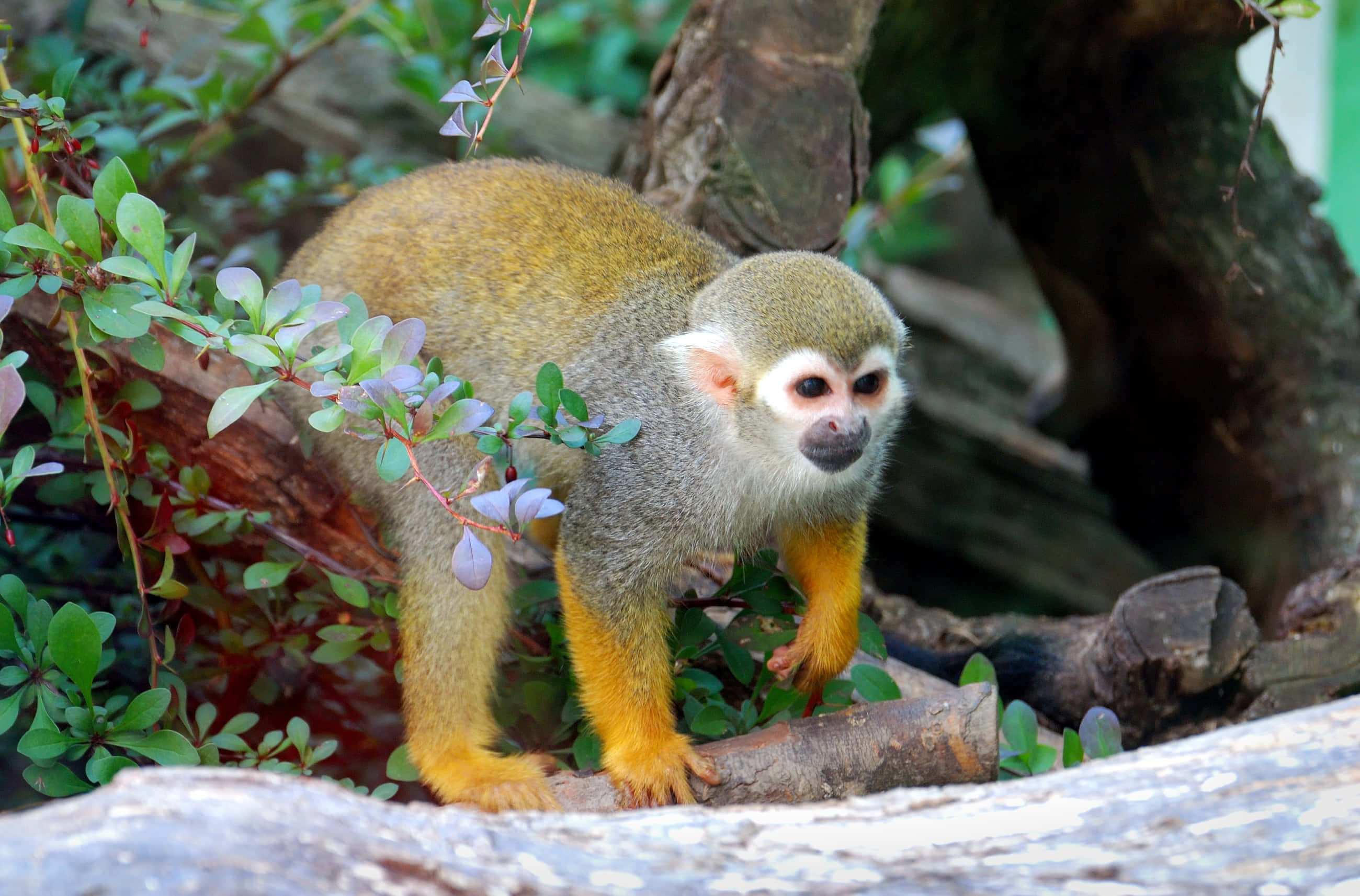Squirrel Monkey 桌布 壁紙 — 一隻金色毛髮、四肢鮮橙色的松鼠猴警覺地棲息在茂密綠葉中的一根木頭上。