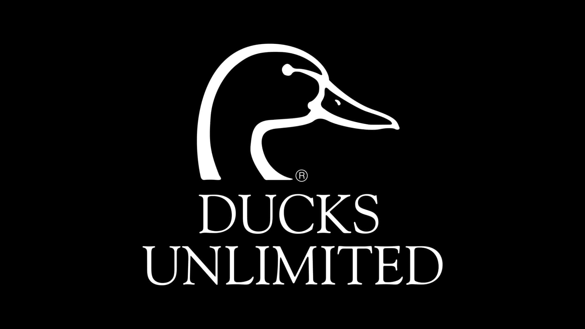  壁紙 — 在純黑色背景上，鴨頭和文字Ducks Unlimited的白色標誌清晰可見。