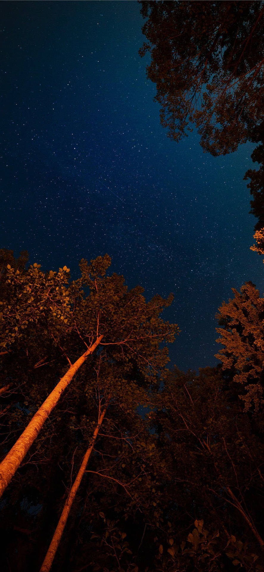 高大樹木以發光樹幹環繞星空之夜。