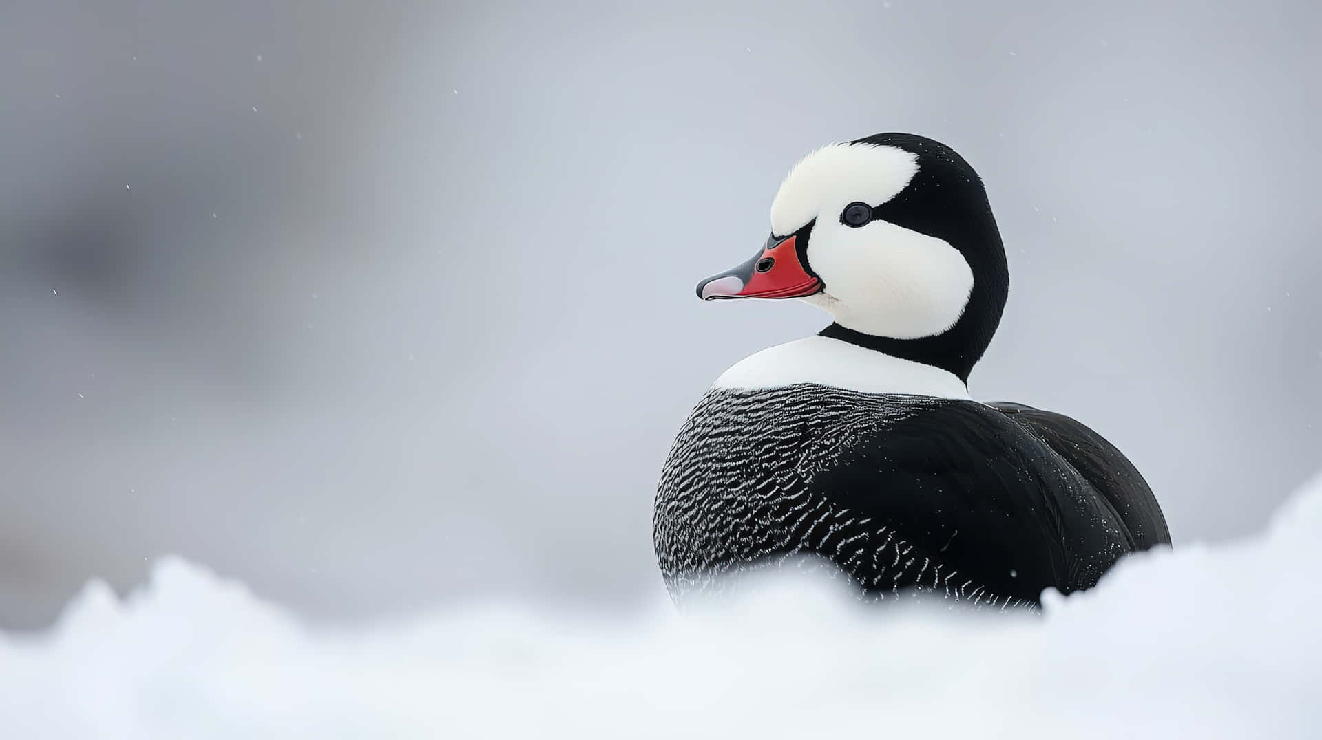 一隻帶有黑色、白色和紅色羽毛的丑角鴨在冬季的深雪中站立。