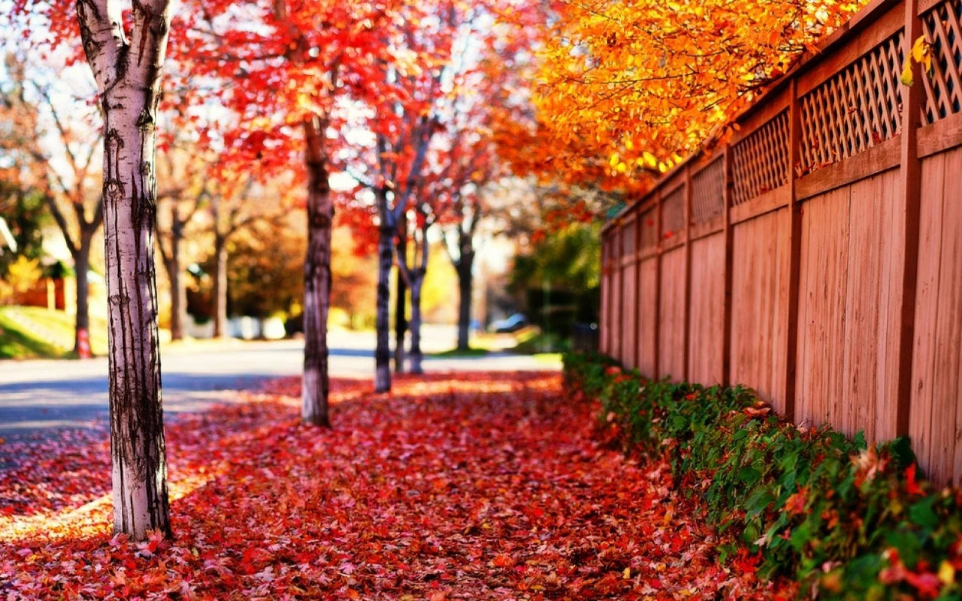陽光下鮮紅葉片全螢幕HD桌面解析度 壁紙 — 一條陽光普照的秋日行人路，兩旁種有白樺樹和木柵欄，鋪滿了鮮豔的紅色和橙色落葉。