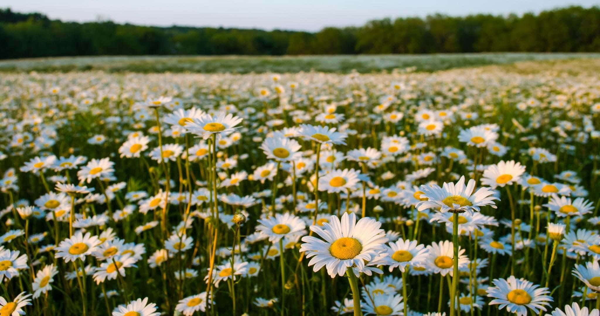 以 Daisy 美學電腦放鬆與解壓 壁紙 — 一片陽光明媚的白色雛菊田，黃色花心，在柔和天空下延伸至遠處的樹線。