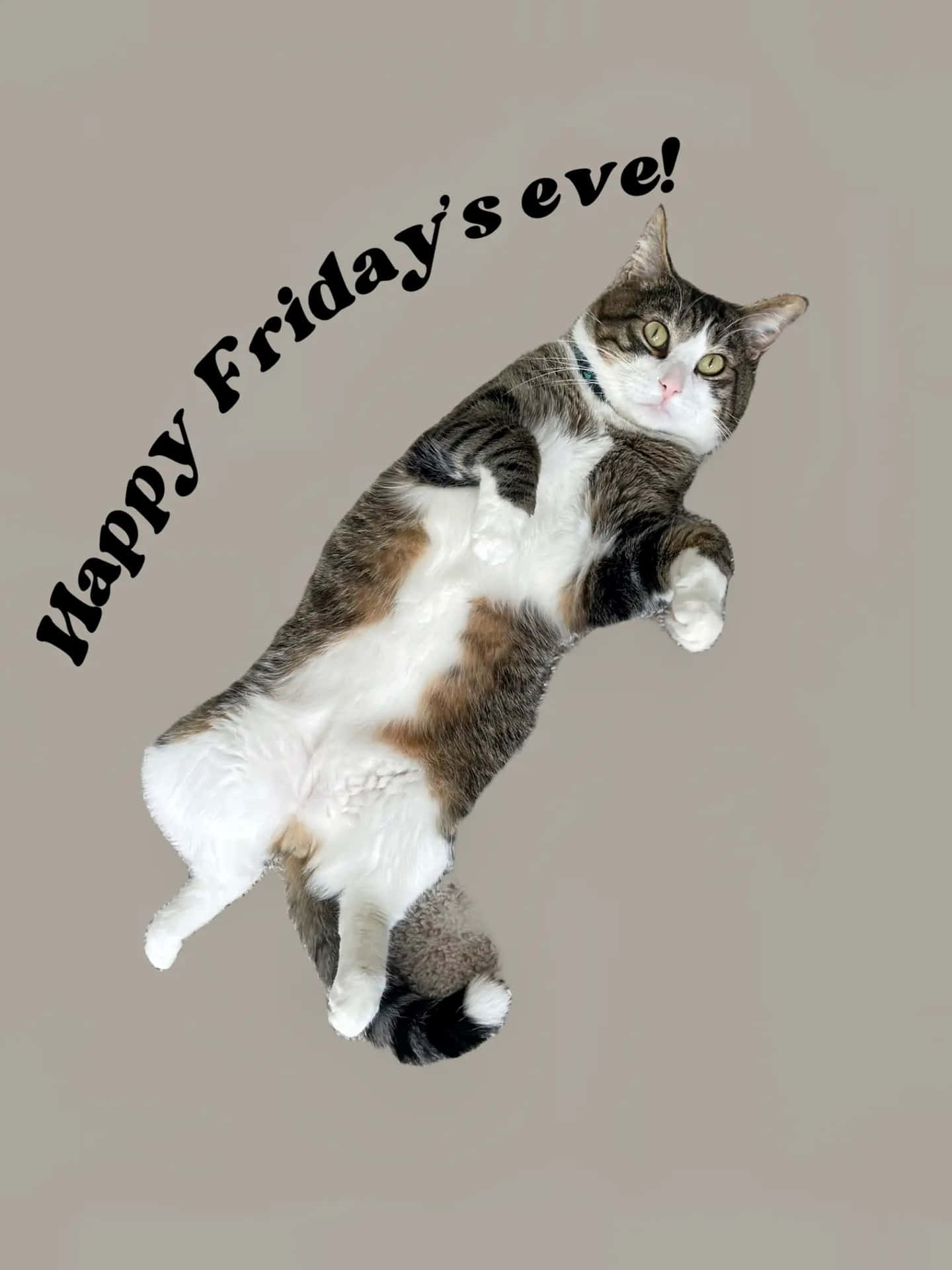  壁紙 — 一隻白爪虎斑貓在米色背景上半空漂浮，帶有 'Happy Friday's eve!' 文字。