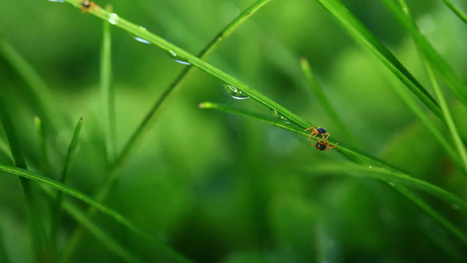  壁紙 — 一隻小螞蟻在茂密翠綠的草地上，沿著沾滿露水的草葉爬行。