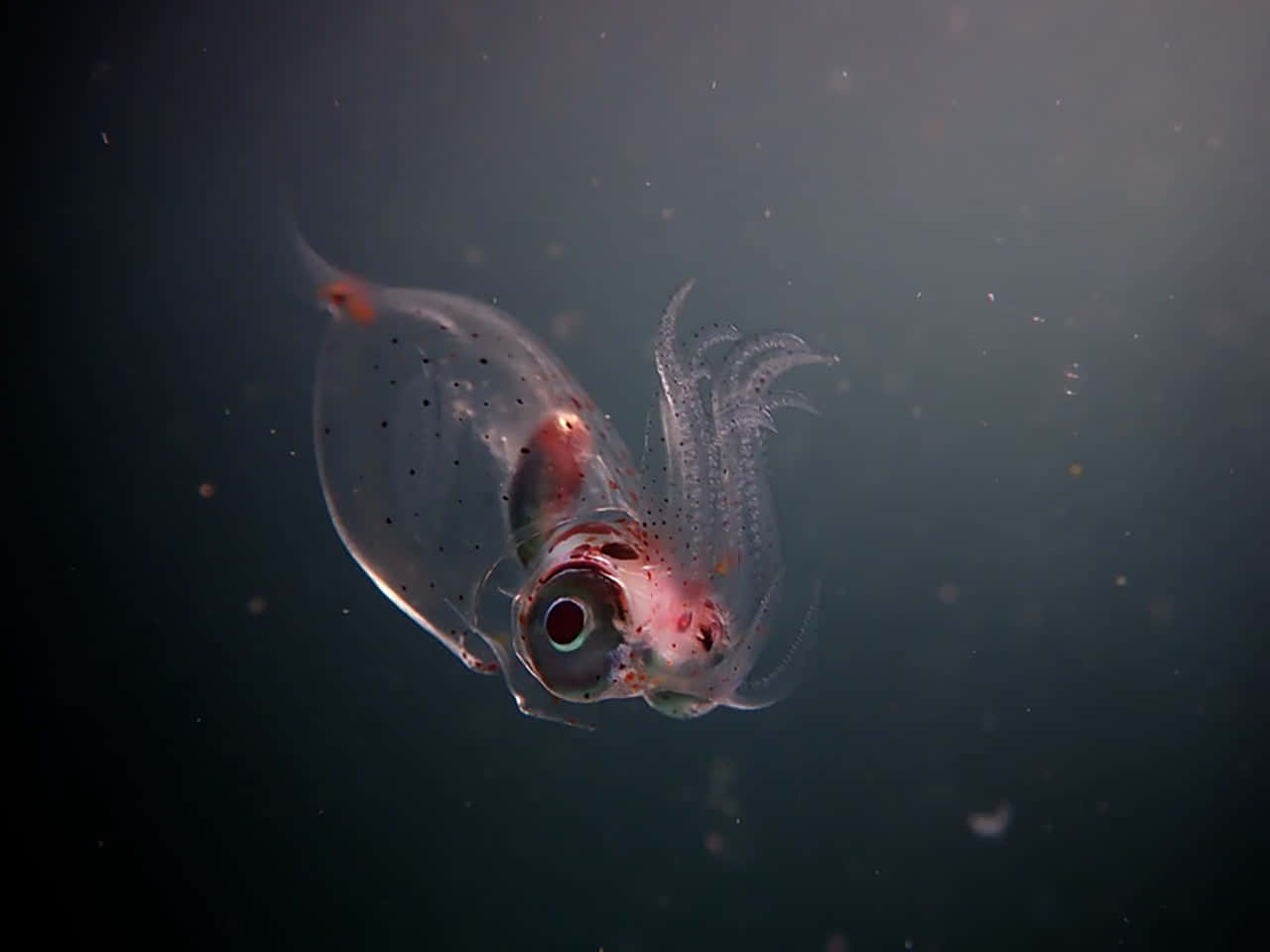  壁紙 — 一隻半透明的深海魷魚，帶有發光的紅色眼睛和精緻的附肢，在佈滿漂浮顆粒的黑暗水中漂流。