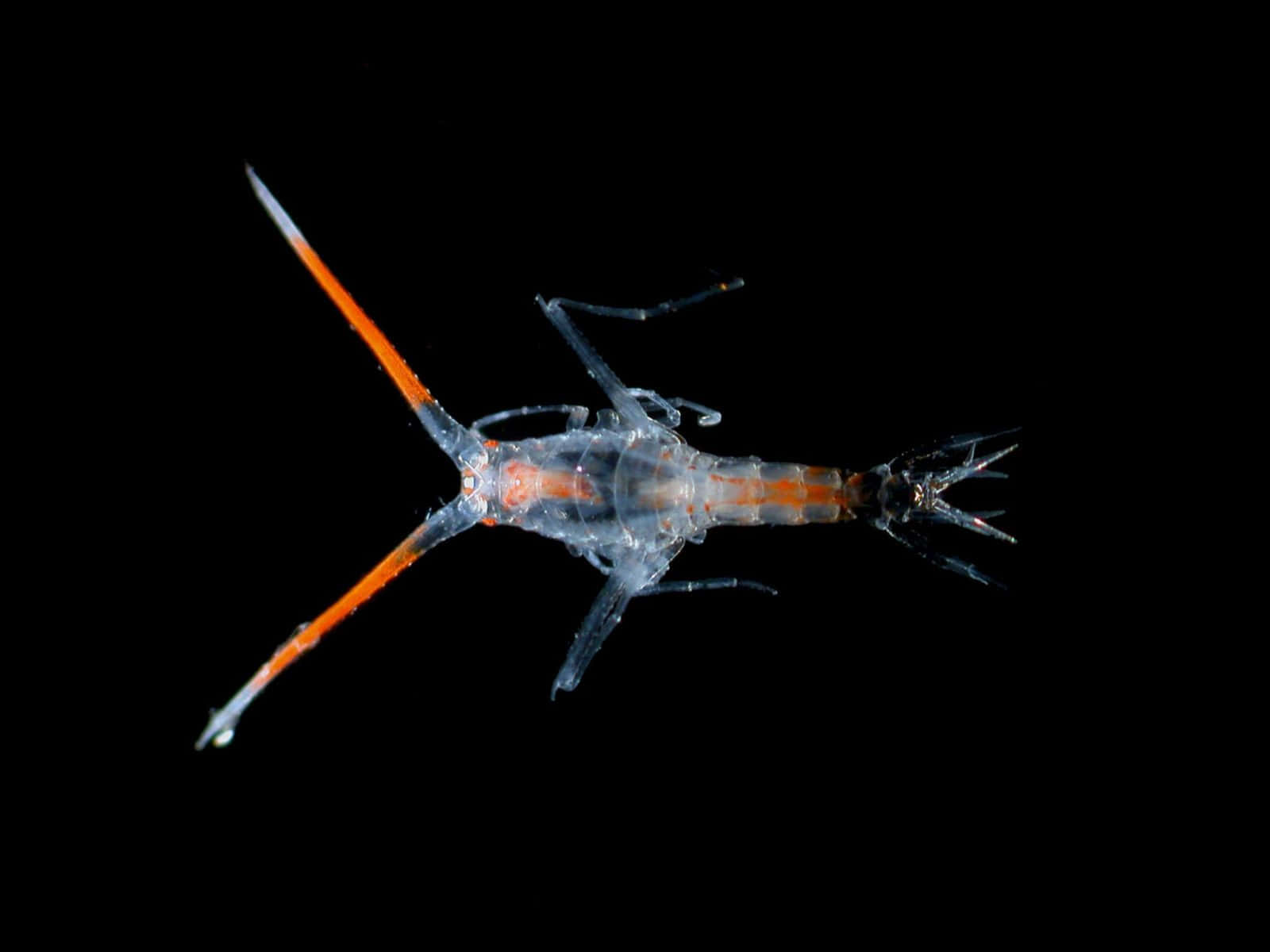 Amphipod 桌布 壁紙 — 一種半透明的海洋甲殼類動物，帶有鮮豔的橙色附肢，在漆黑的虛空中發光。