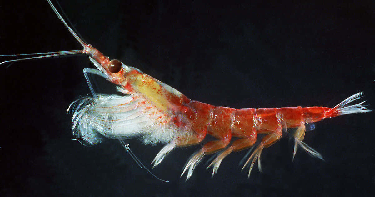 Krill 桌布 壁紙 — 一隻半透明嘅紅色蝦，帶有羽毛狀嘅白色附肢，漂浮喺純黑色背景上。