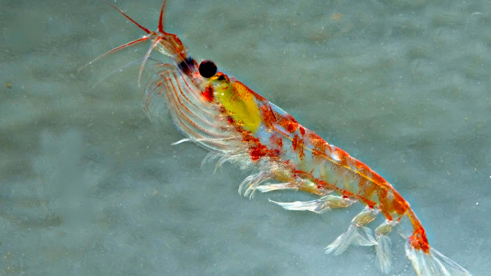 Krill 桌布 壁紙 — 一隻半透明的蝦帶有橙色和黃色斑紋，優雅地游過渾濁的水下。