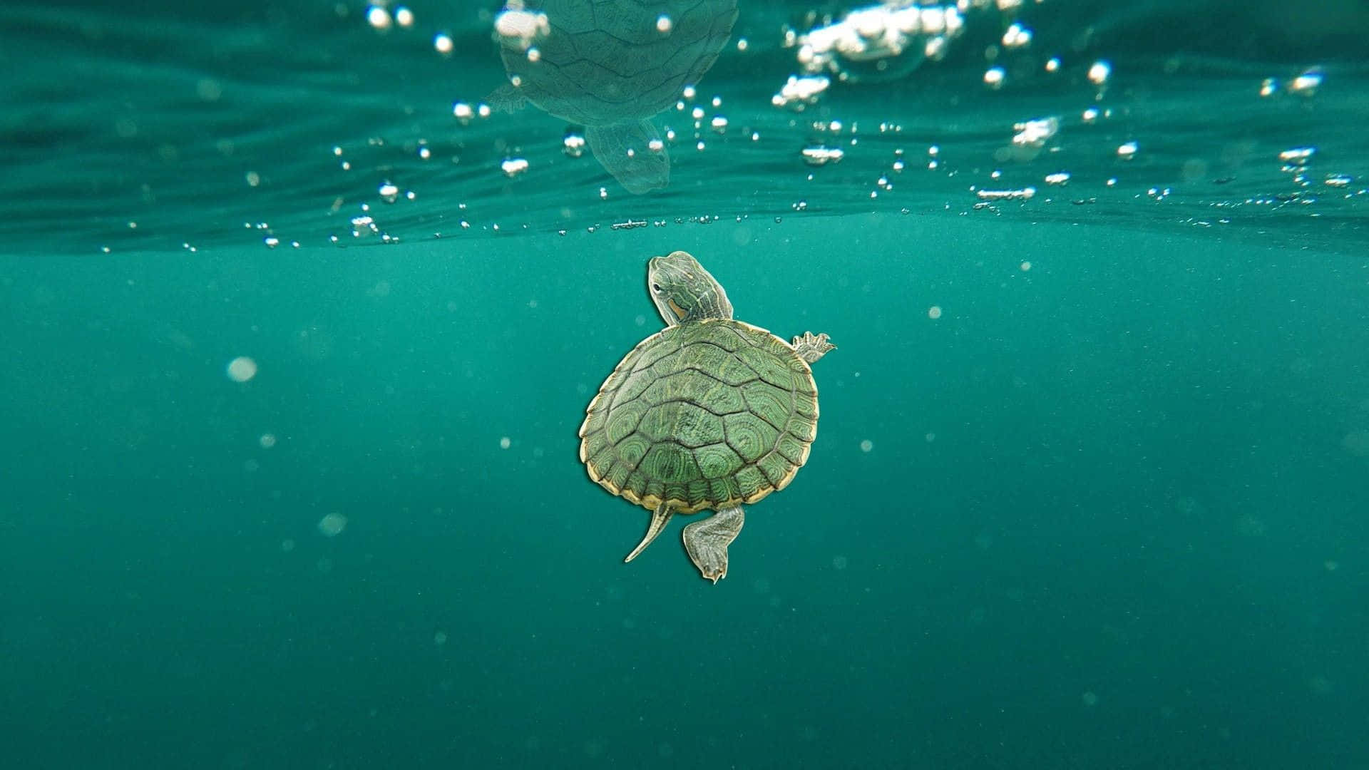  壁紙 — 一隻海龜在水中優雅地游動，陽光透過上方的碧綠水面照射下來。