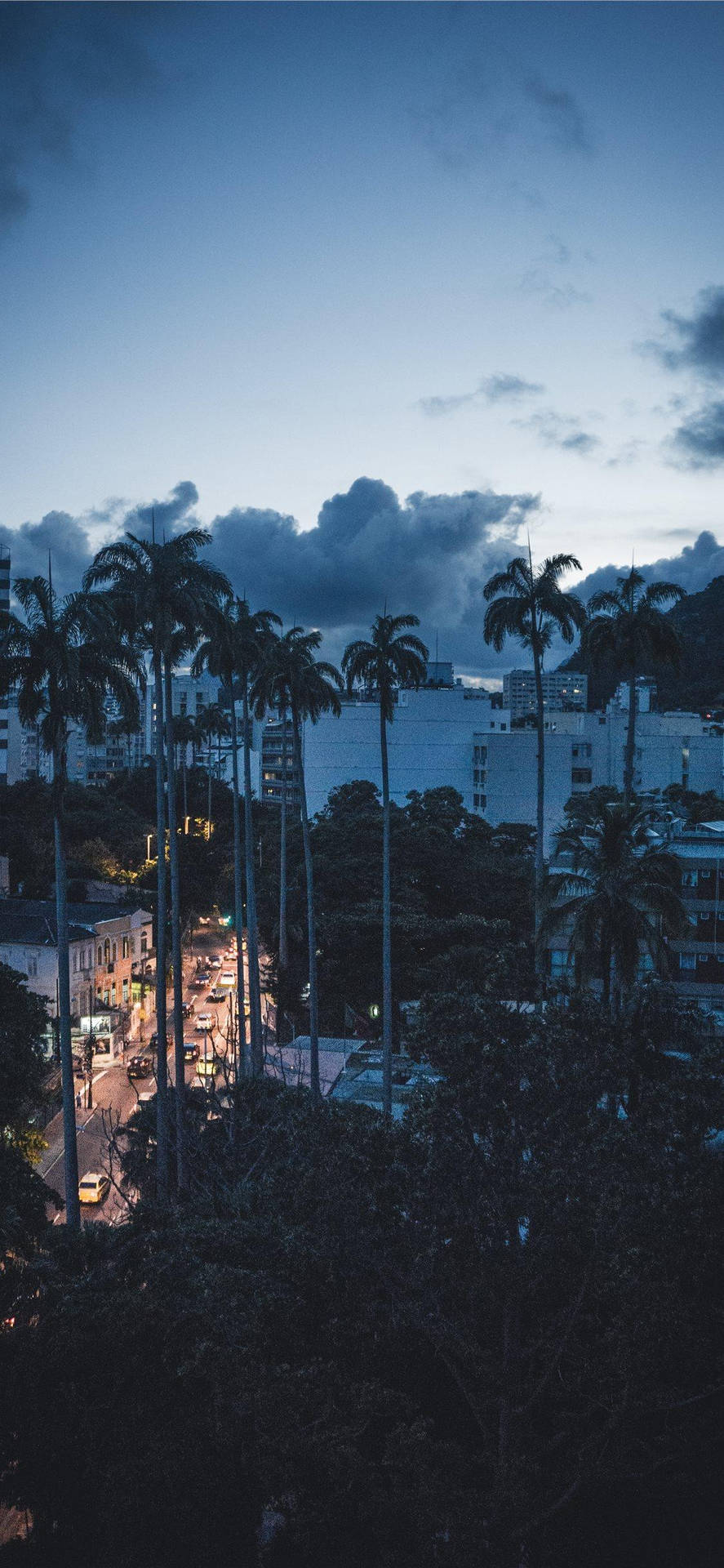 棕櫚樹排列在城市的街道上，在暮色中閃爍著車燈的光芒。