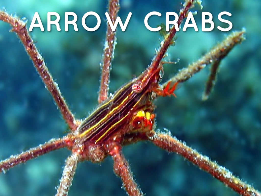 Arrow Crab 桌布 壁紙 — 一隻色彩鮮豔的箭蟹，帶有條紋外殼和長腿，緊緊抓住清澈藍色水下水域中的珊瑚。